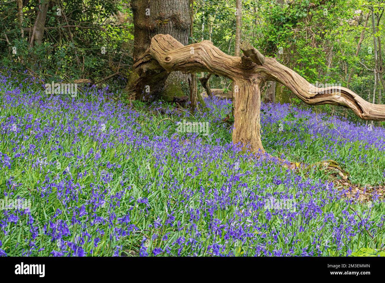 Bluebell Flowers, Dead Branch und Woodland View: Waldboden mit einer Masse von Bluebells (Hyacinthoides non-scripta). Stockfoto