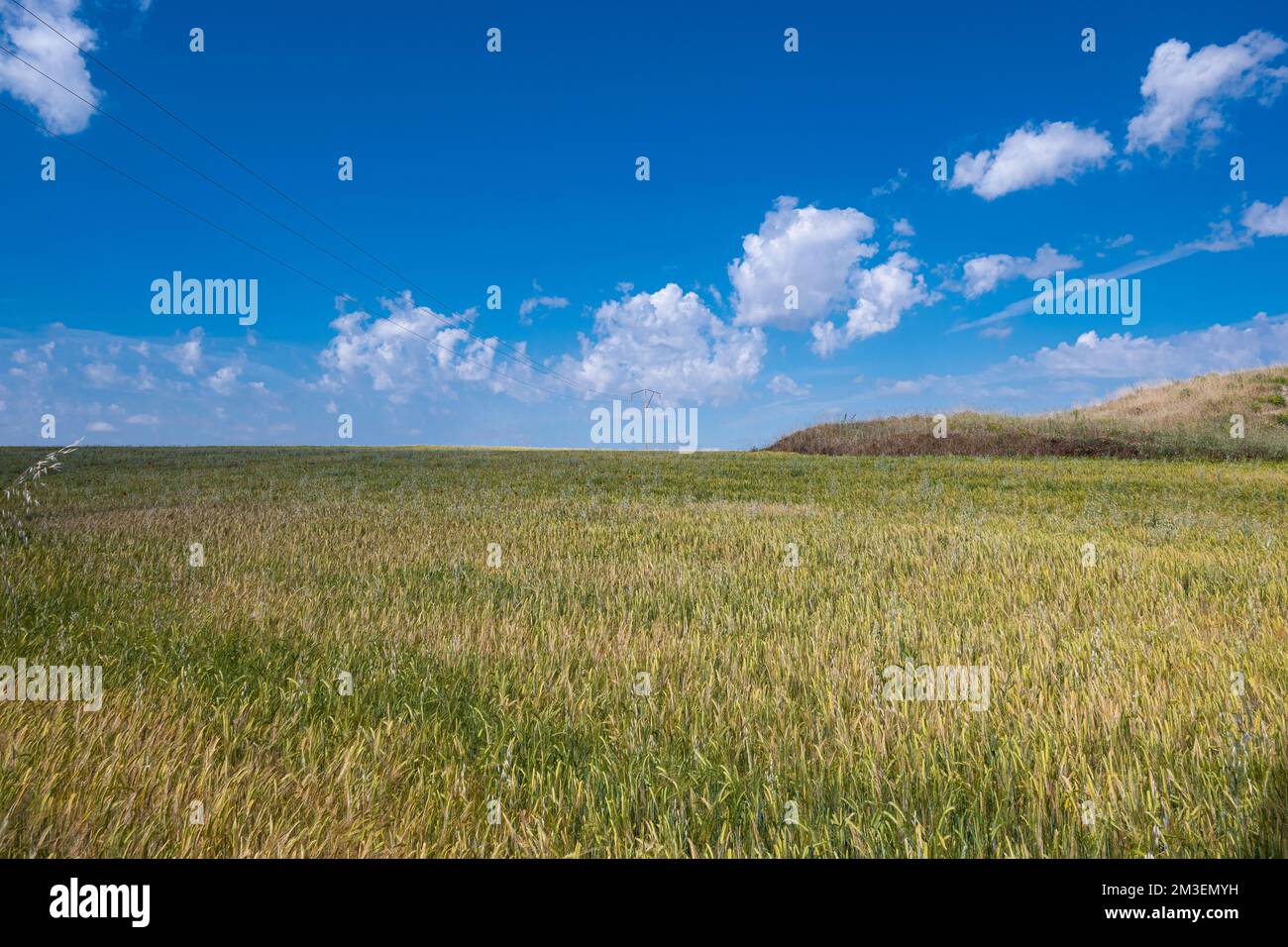 Ein riesiges, offenes Feld welliger Körner vor sonnenbeleuchtetem Himmelshintergrund Stockfoto