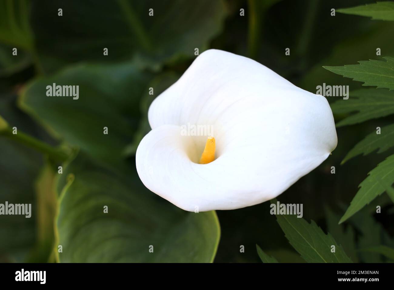 Zantedeschia aethiopica, Calla Lily ist eine wunderschöne gelb-weiße Blume Stockfoto