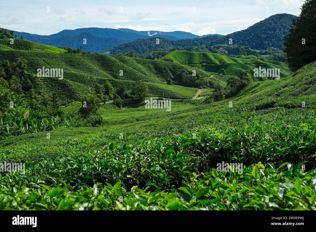 Teeplantage in Tanah Rata, Cameron Highlands in Pahang, Malaysia. Stockfoto