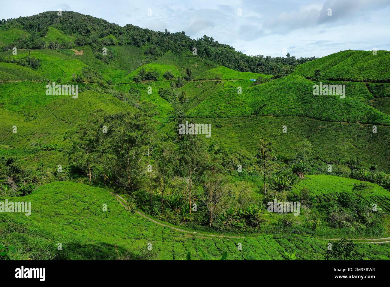 Teeplantage in Tanah Rata, Cameron Highlands in Pahang, Malaysia. Stockfoto