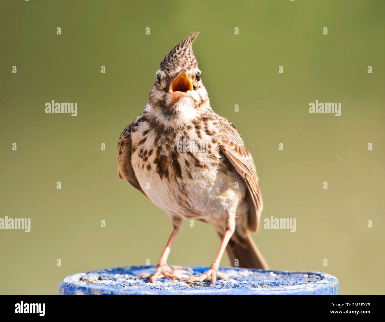 Kuifleeuwerik zingend op Paal; Gemeinsame Crested Lark singen Stockfoto