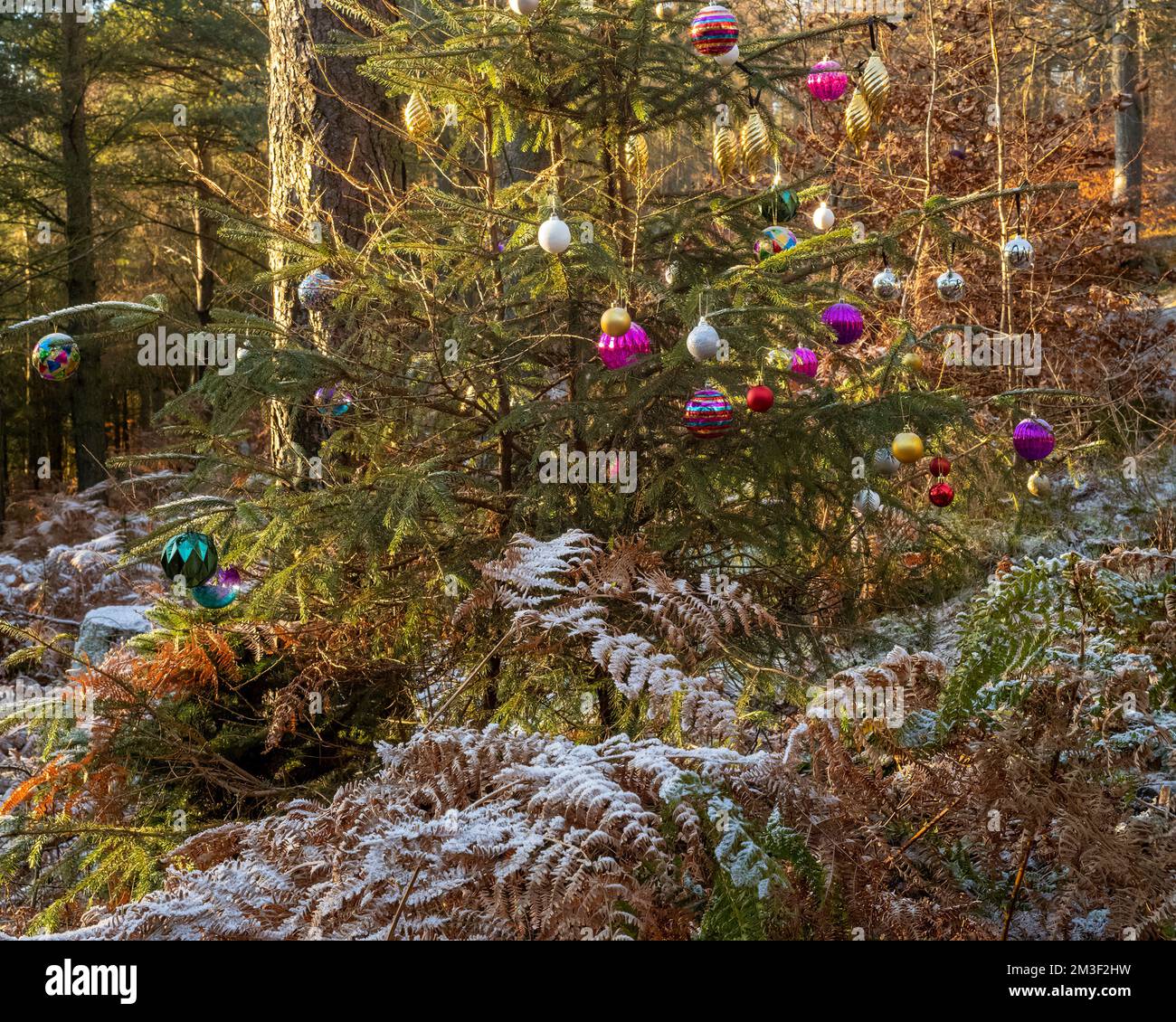 Weihnachtskugeln, die eine Tanne in Beacon Wood, Penrith, Cumbria, Großbritannien, schmücken Stockfoto