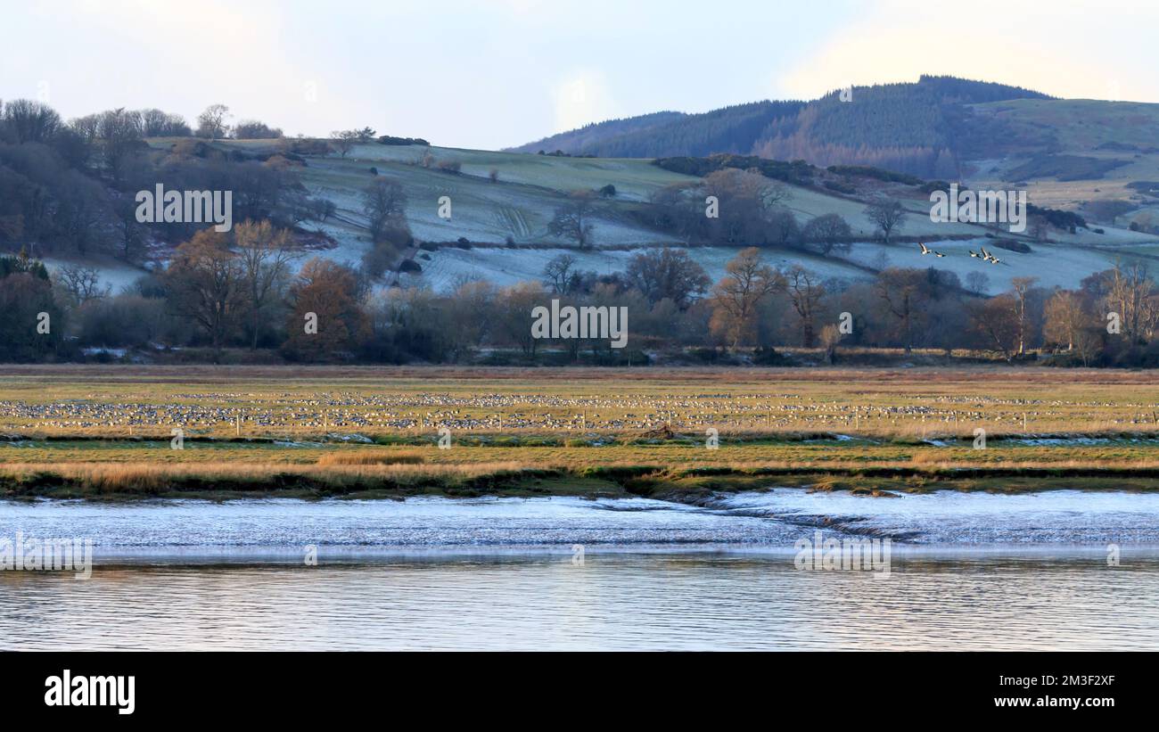 Blick über den Fluss Nith mit einer großen Herde von Barnacle Gänsen, die sich auf Grünland ernähren Stockfoto