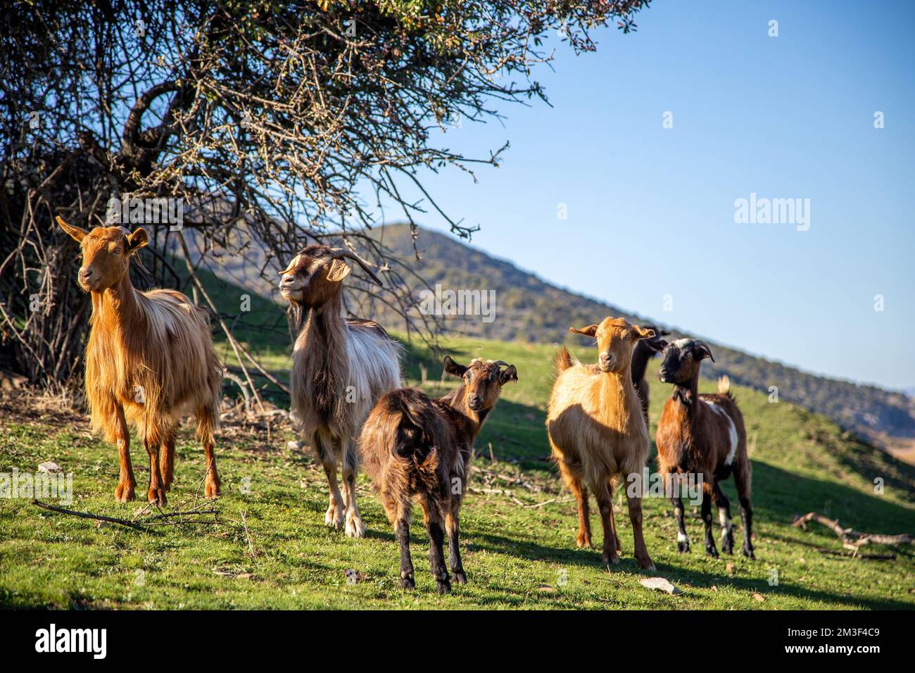 Ziegenherde auf der Weide. Ein gehörntes und hornloses Säugetier, das an einem sonnigen Tag auf dem grünen Feld weidet. Unscharfer Hügel, blauer Naturhintergrund. Stockfoto