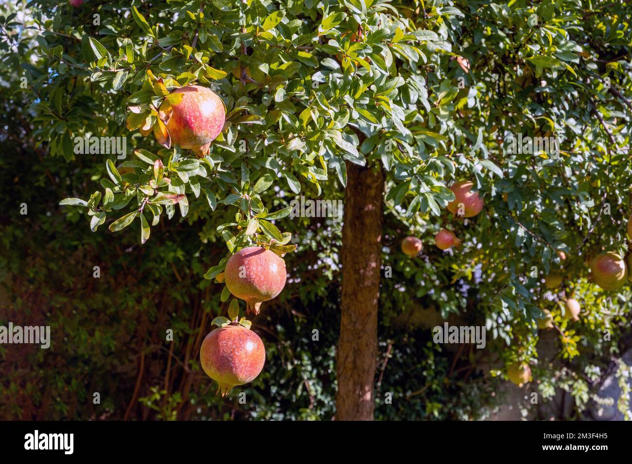 Granatapfelbaum, punica granatum, reichhaltige Nahrung mit Vitamin- und antioxidativen Eigenschaften. Rote äußere Hautfrucht mit roten saftigen süßen Samen. Stockfoto