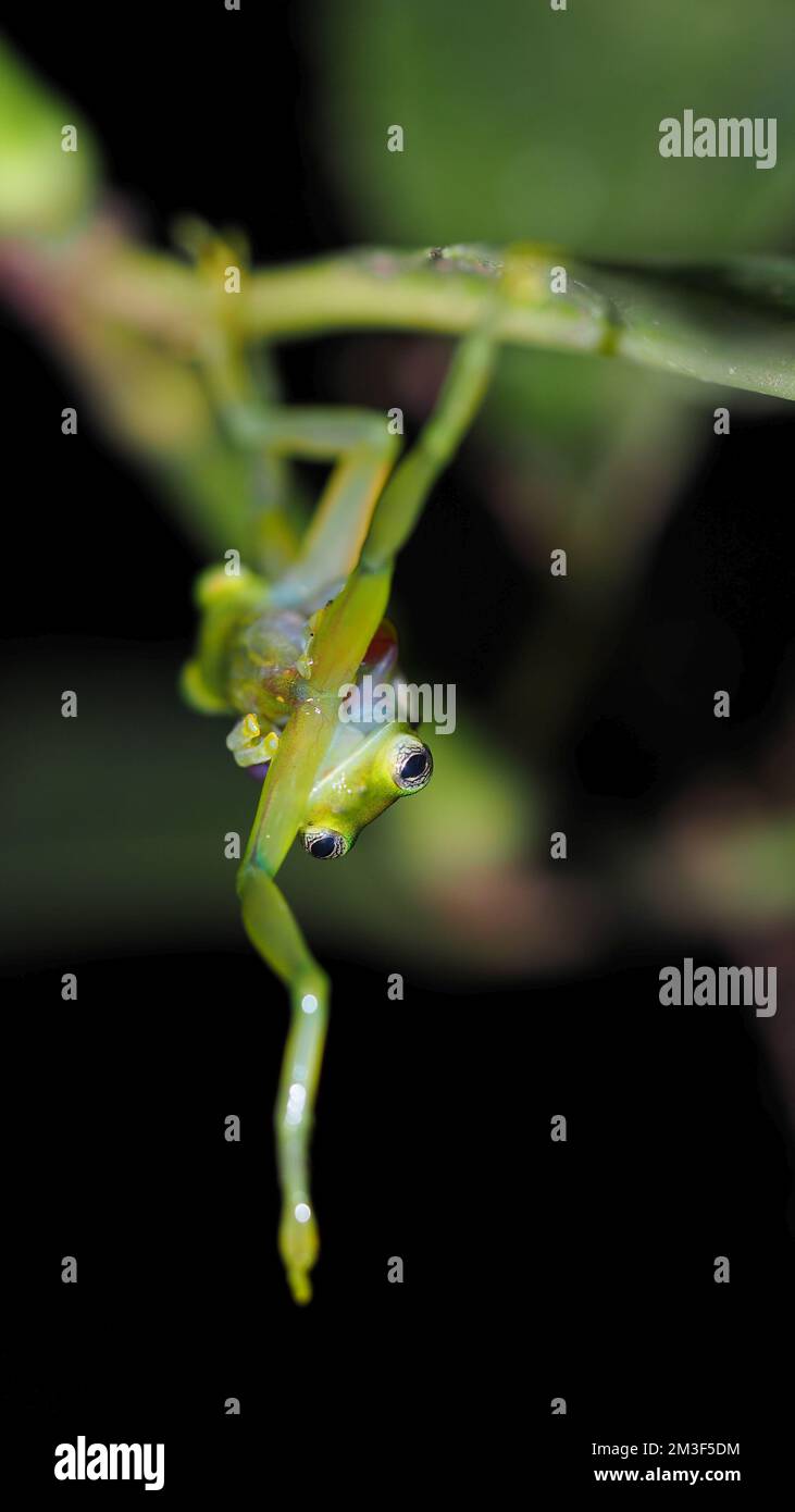 Kämpfende Glasfrösche, fantastischer Froschkampf Stockfoto