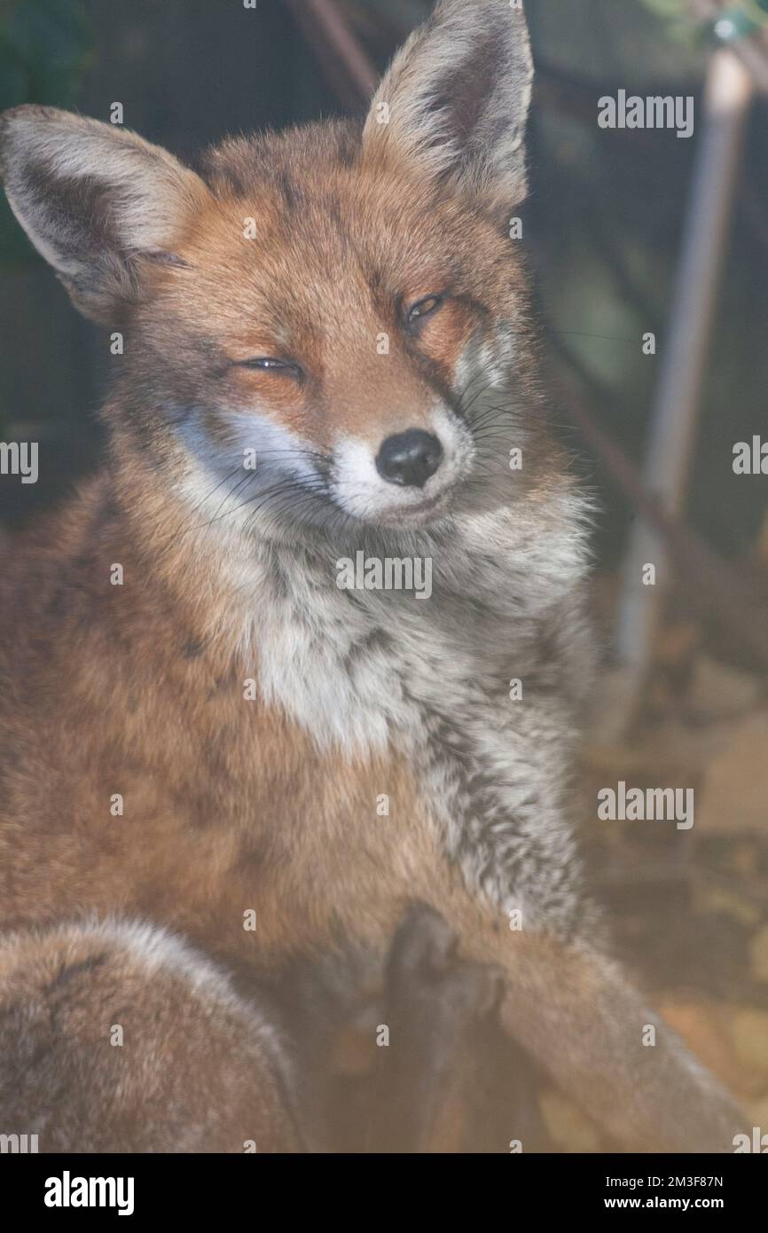 UK Weather, London, 15. Dezember 2022: Ein städtischer Fuchs schlummerte sich in einem Garten in Clapham auf einem Bett aus Birkenblättern und steckte seine Nase in seine Flanke, um sich warm zu halten. Die Temperaturen fielen über Nacht auf -4,4 C und waren mittags immer noch unter dem Gefrierpunkt. Anna Watson/Alamy Live News Stockfoto
