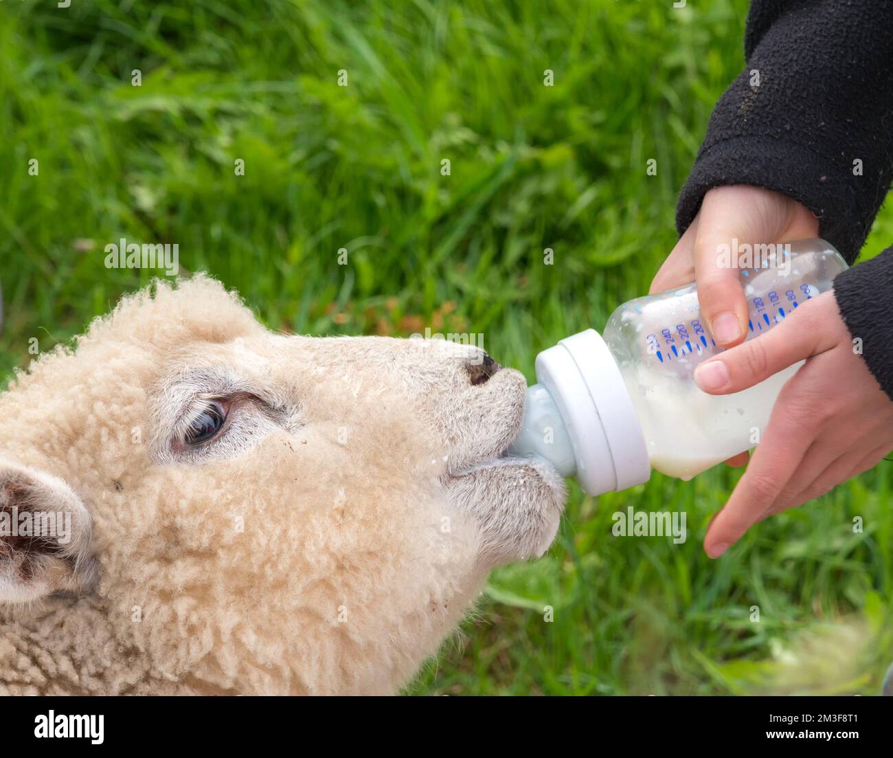 2x Lamm-Milchflasche 850 Ml Mit 4 Silikon-Nippeln ? Produktbild-Vorschau 2