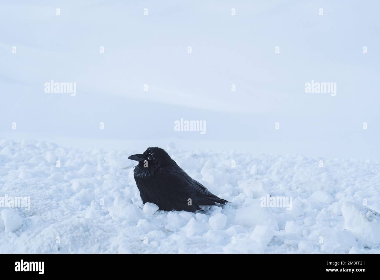 Gewöhnlicher Rabe Winter Stockfoto