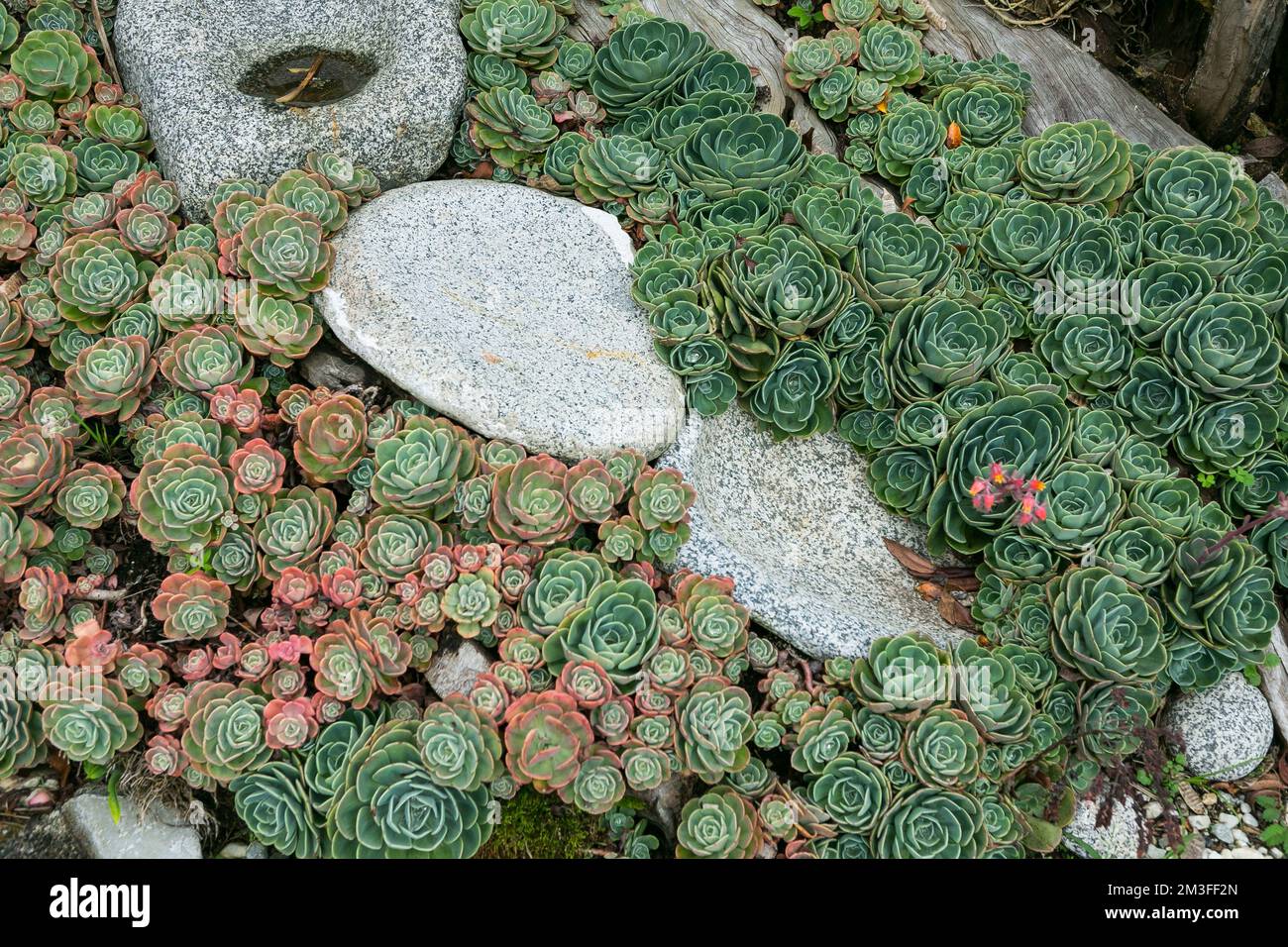 Sukkulenten oder Kakteen im botanischen Wüstengarten für Dekoration und landwirtschaftliche Gestaltung. Stockfoto