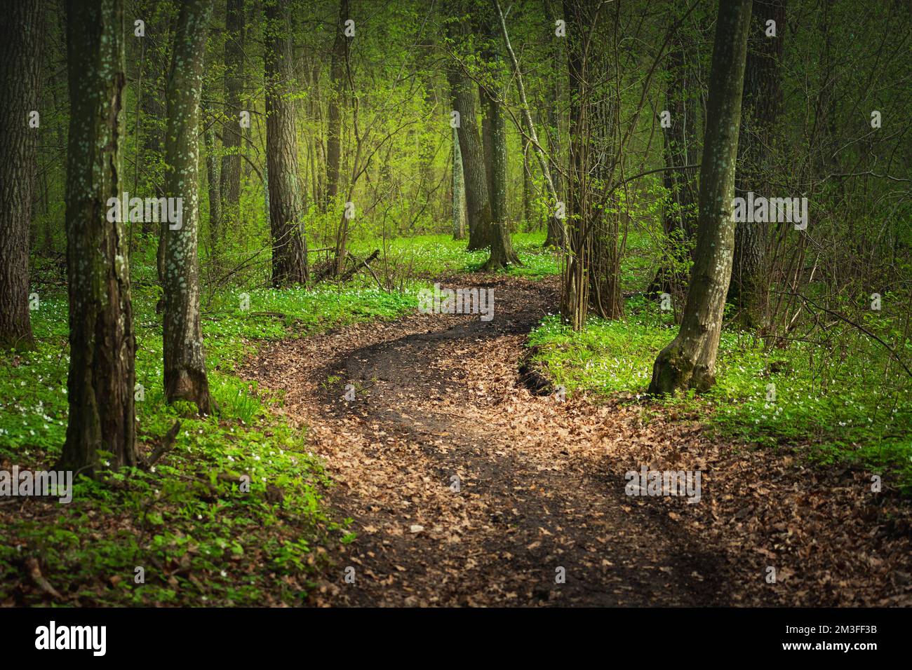 Gewundene Schotterstraße im grünen Quellwald, April-Tag Stockfoto