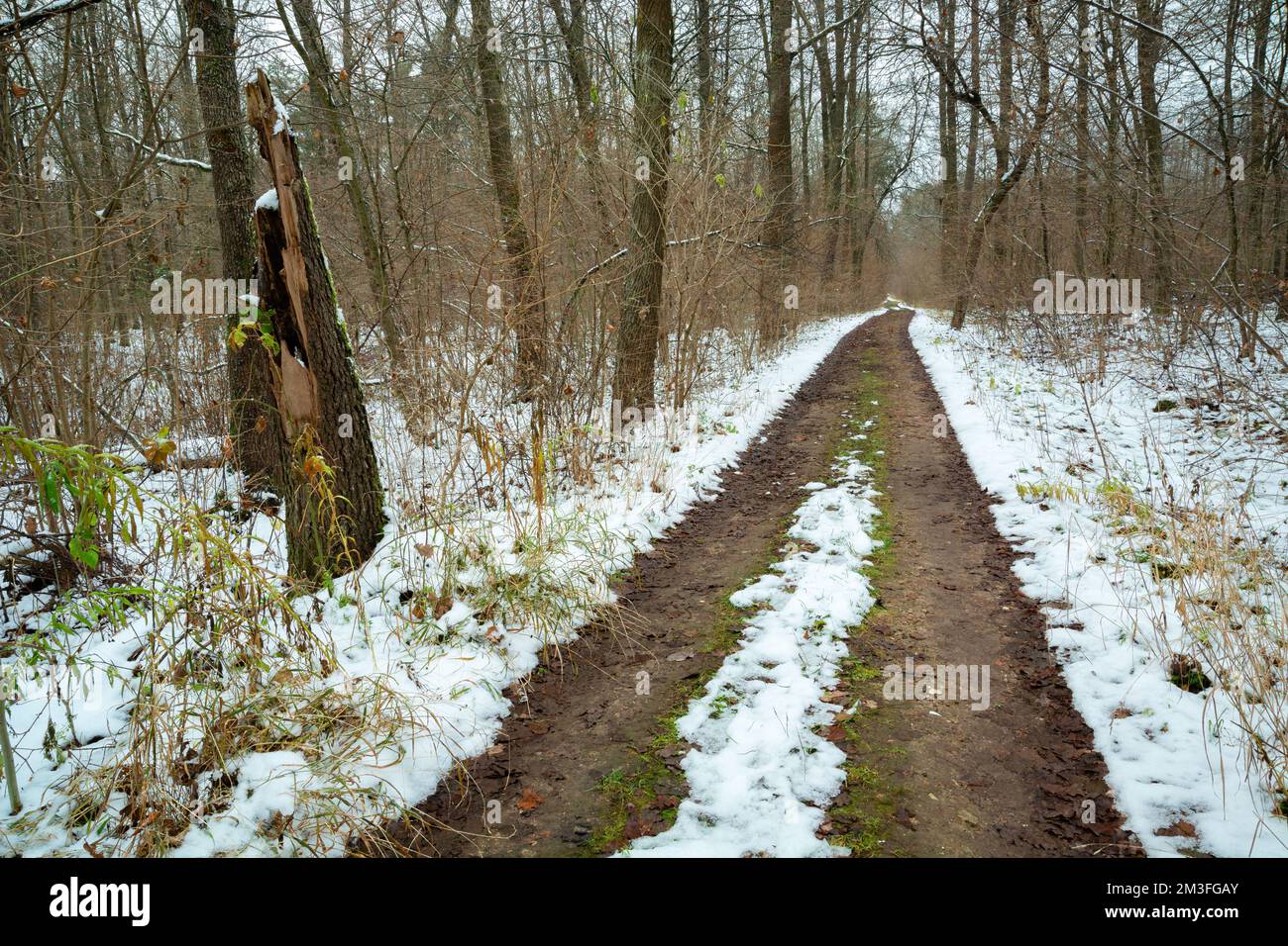 Unbefestigte Straße im schneebedeckten Wald Ostpolens, Lubelskie Okszow Stockfoto