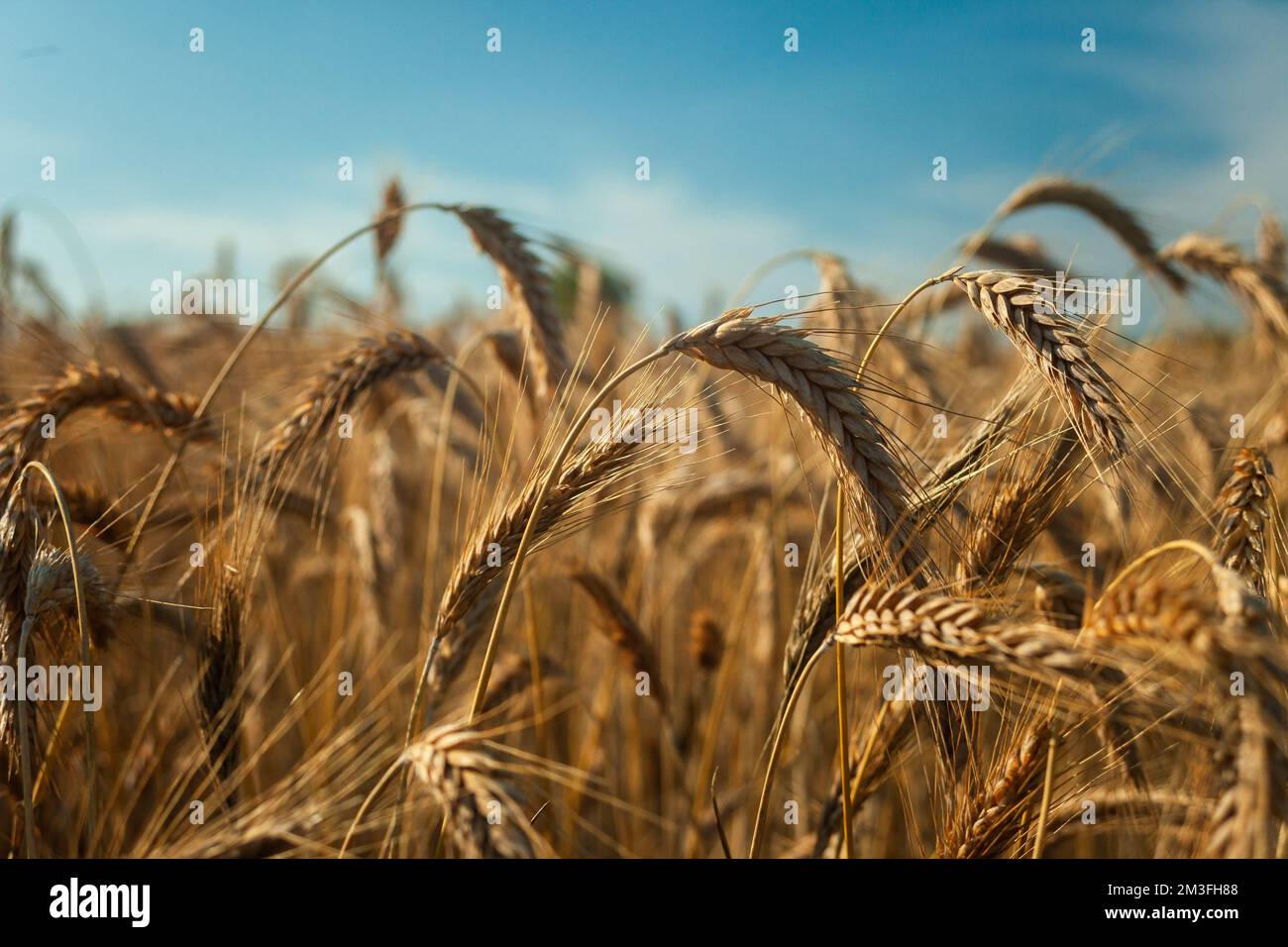 Triticale-Ohren auf dem Feld und blauer Himmel, Sommerblick auf den ländlichen Raum Stockfoto