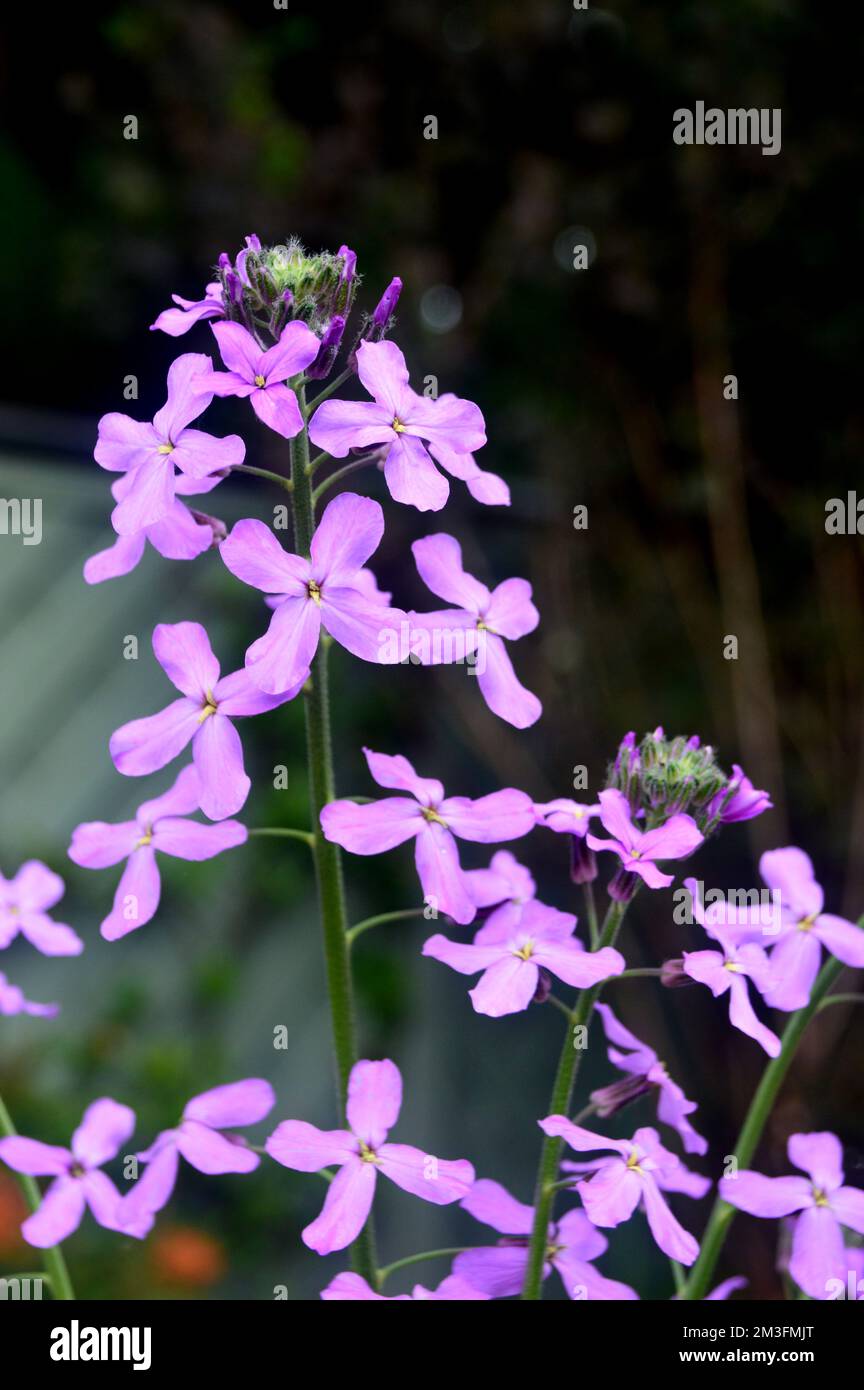 Lilic/Mauve/Purple Hesperis matronalis (Dame's Violet) Blumen, die an einer Grenze in einem englischen Landgarten in Lancashire, England, angepflanzt werden. Stockfoto