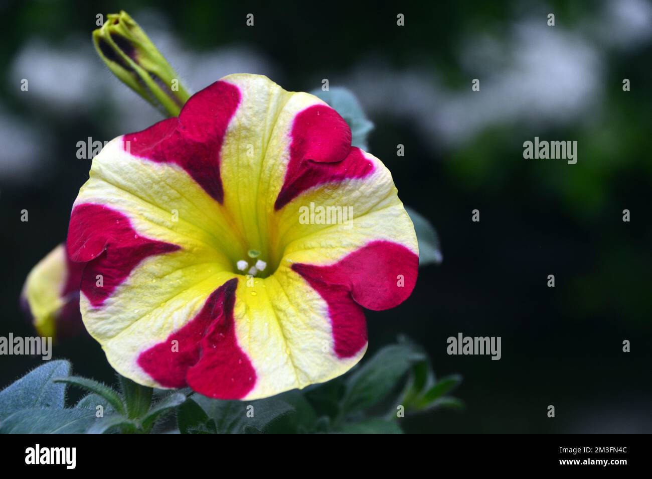 Einzelne rosafarbene/gelbe zweifarbige Petunia Hybrida „Amore Queen of Hearts“ Blumen, die an einer Grenze in einem englischen Landgarten, Lancashire, England, Großbritannien, angebaut werden. Stockfoto