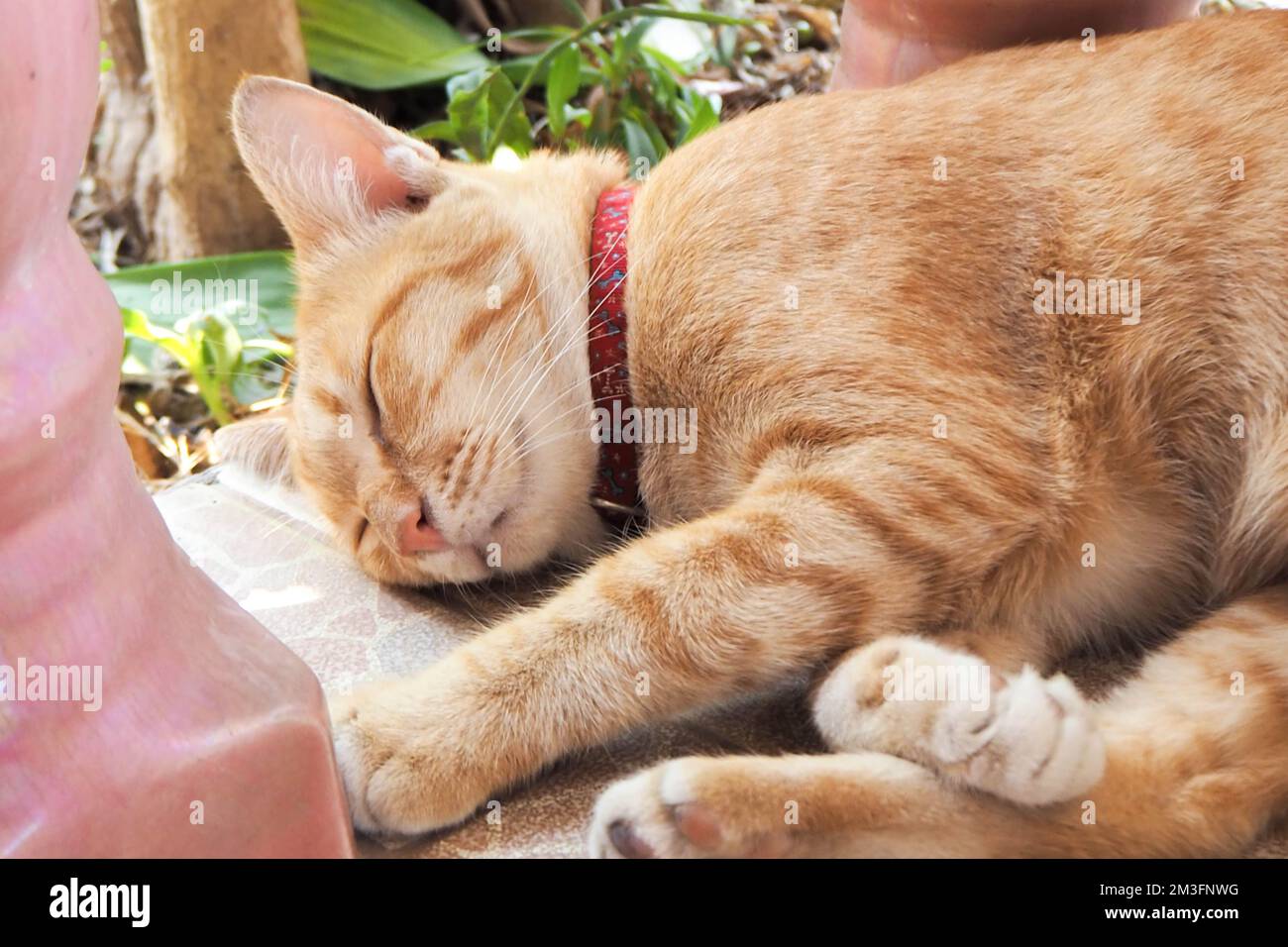 Orangefarbene Katze Roter Kragen schläft Stockfoto