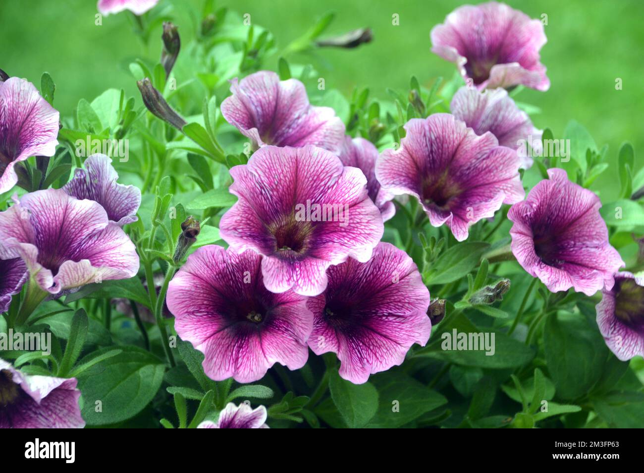 Blassrosa/tiefrosa Veining Petunia Pegasus „Himbeere Vein“ Blumen, die an einer Grenze in einem englischen Landgarten in Lancashire, England, Großbritannien, angebaut werden. Stockfoto