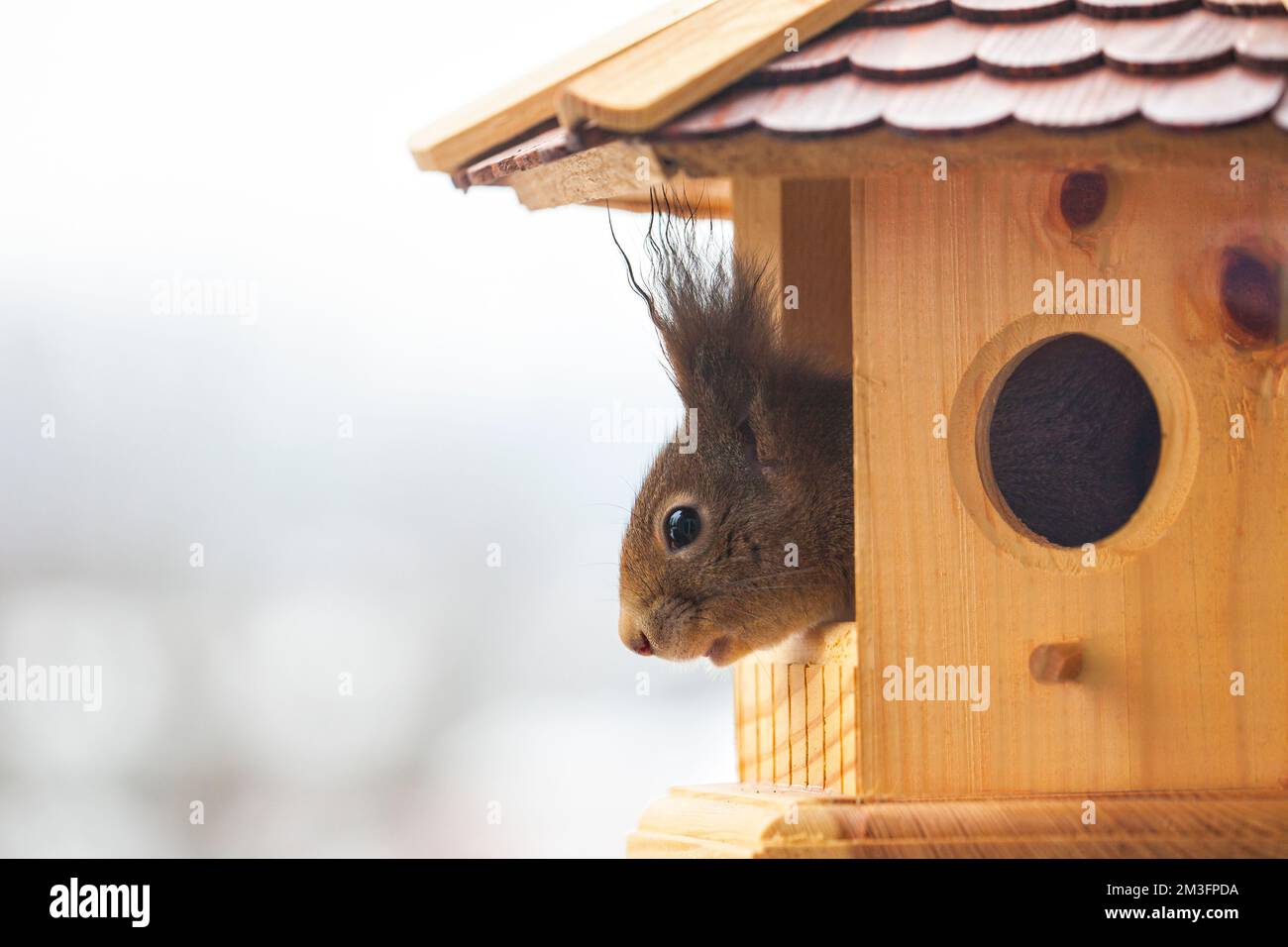 DEUTSCHE WILDTIERE: Rotes Eichhörnchen (Sciurus vulgaris), das aus einem hölzernen Vogelhaus schaut Stockfoto
