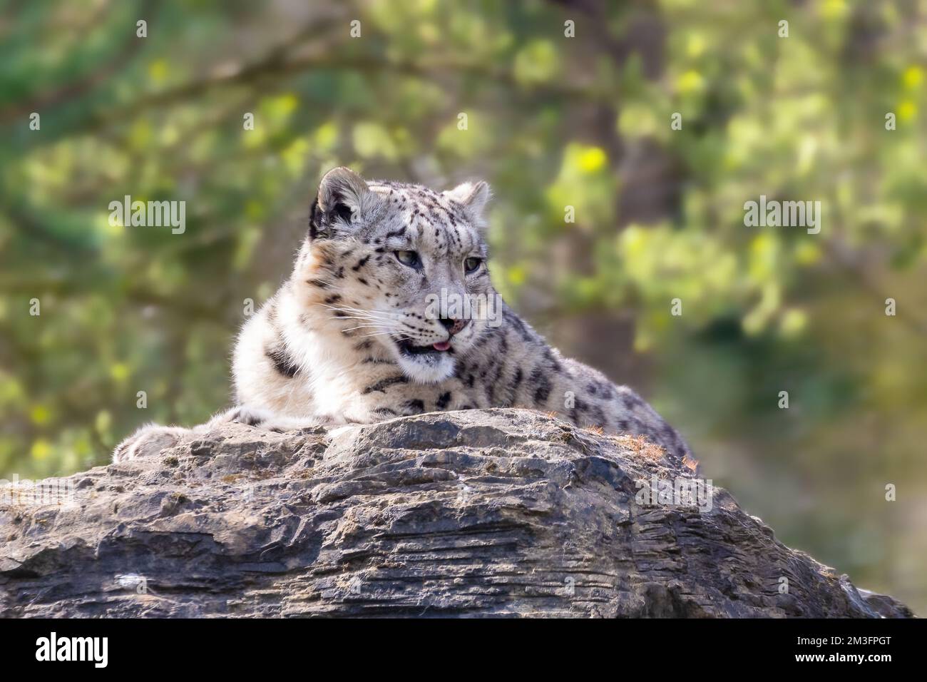 Schöner erwachsener Schneeleopard, panthera uncia, auf einem felsigen Felsvorsprung mit weichem Laubhintergrund. Stockfoto