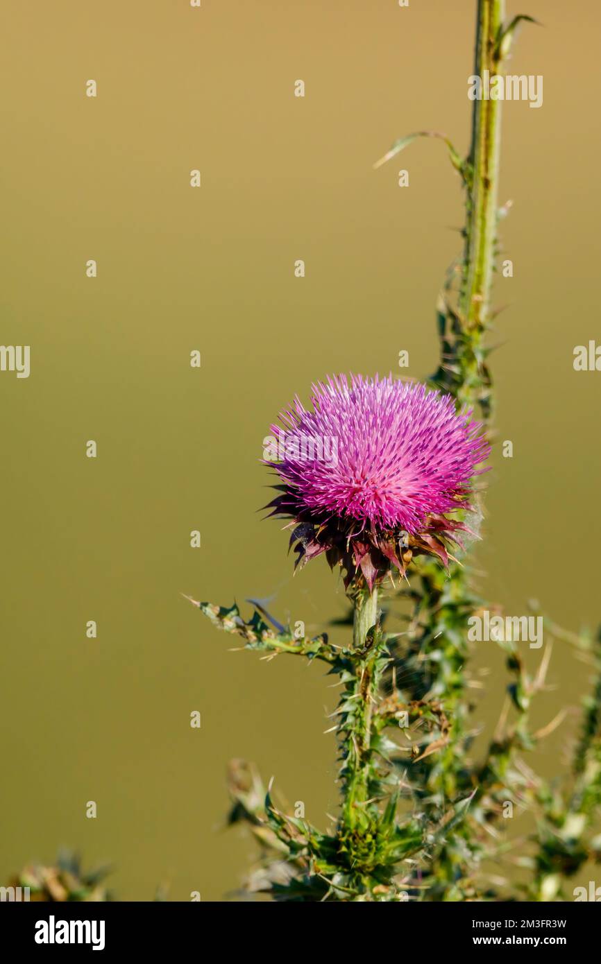 Eine blühende Distel auf einer Wiese Stockfoto