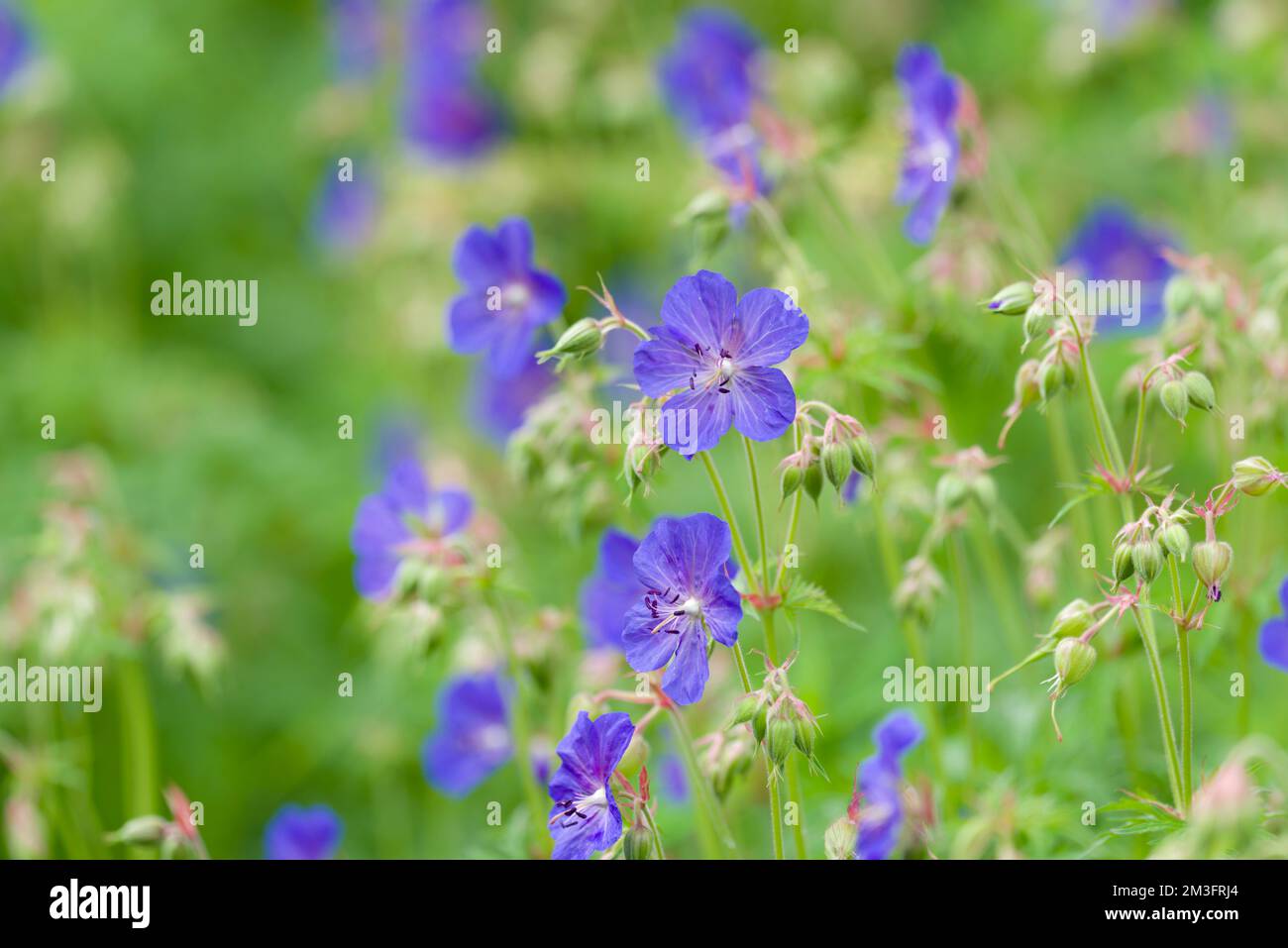 Meadow Crane's-Bill (Geranium pratense) in Blume in den Polden Hills, Somerset, England. Stockfoto