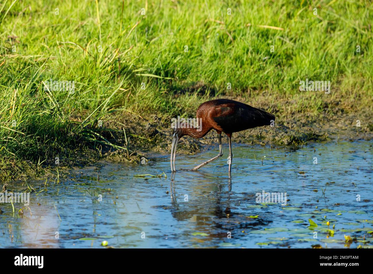 Ein schwarzes Ibis in den Sümpfen des Donaudeltas Stockfoto