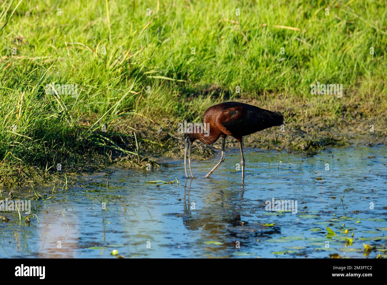 Ein schwarzes Ibis in den Sümpfen des Donaudeltas Stockfoto