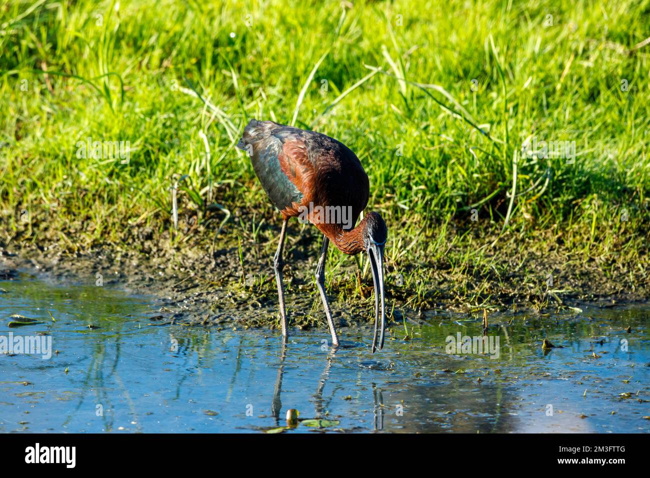 Ein schwarzes Ibis in den Sümpfen des Donaudeltas Stockfoto