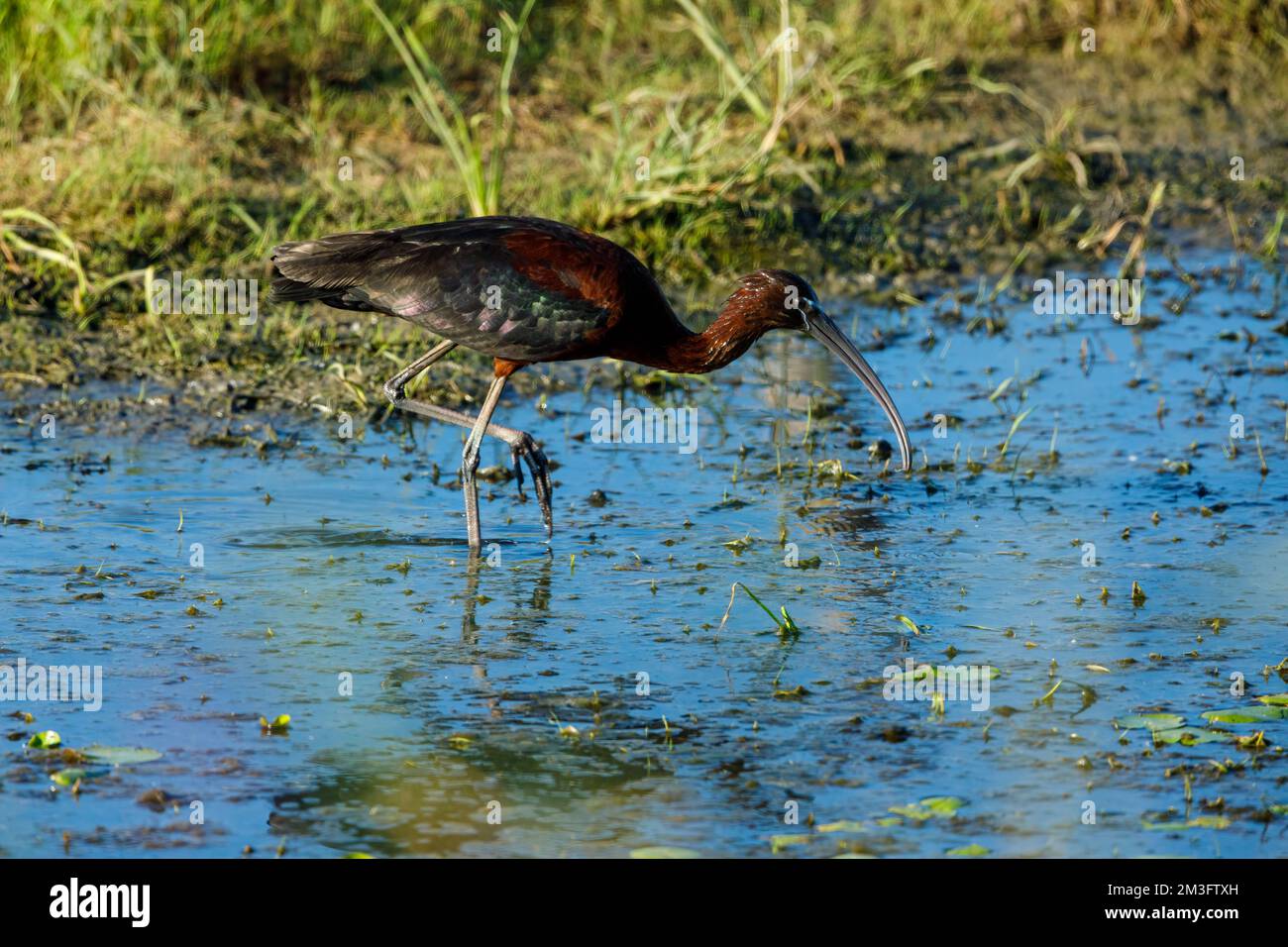 Ein schwarzes Ibis in den Sümpfen des Donaudeltas Stockfoto