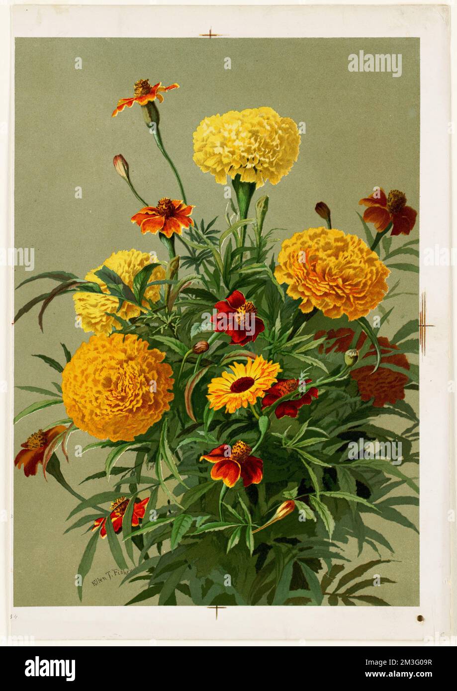 Marigolds, Flowers. Louis Prang & Company Kollektion Stockfoto