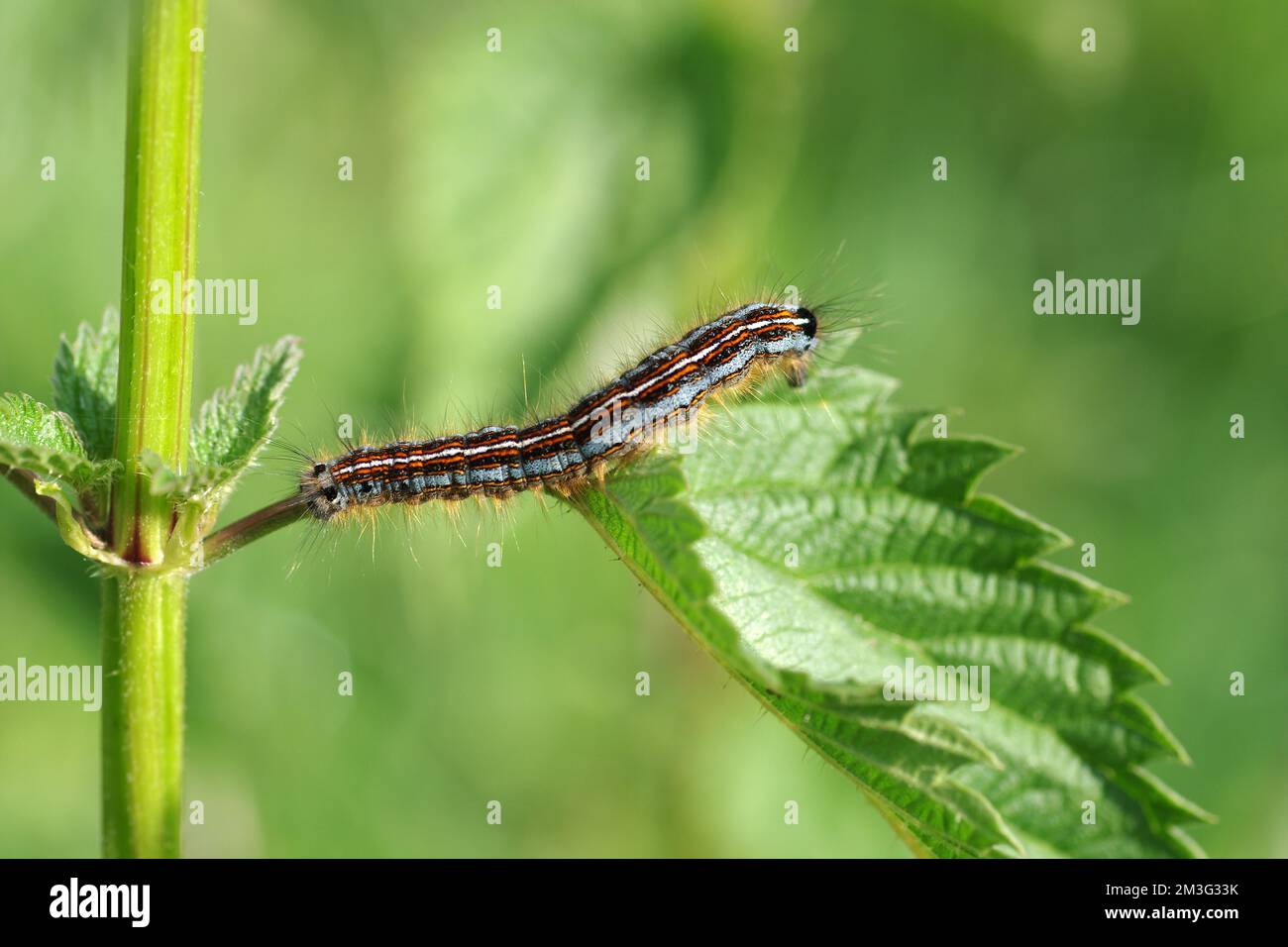 Nahaufnahme, Ringlet Motte (Malacosoma neustria), Caterpillar, Colourful, Butterfly, Plant, Die Raupe der Ringelmotte sitzt auf einem grünen Blatt Stockfoto