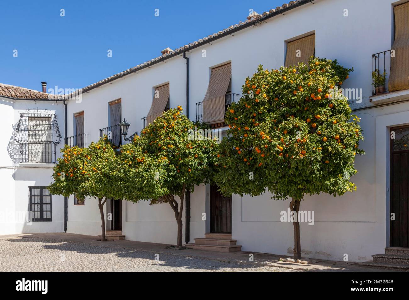Pommern Bäume in der Altstadt von Ronda, Weißes Dorf, Provinz Malaga, Andalusien, Spanien Stockfoto
