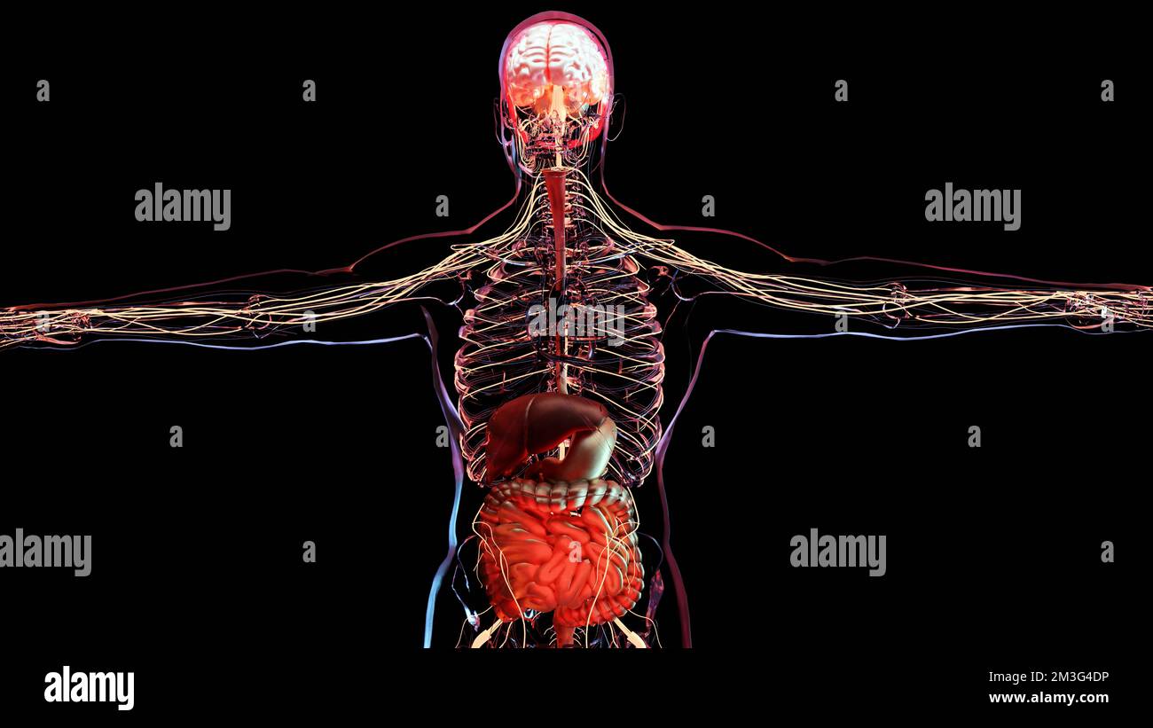 Reizdarmsyndrom (RDS), Gastritis, peptisches Ulkus, Pankreatitis. Schmerzhafte Magenkrämpfe, Bauch mit starken Bauchschmerzen, menschlich Stockfoto