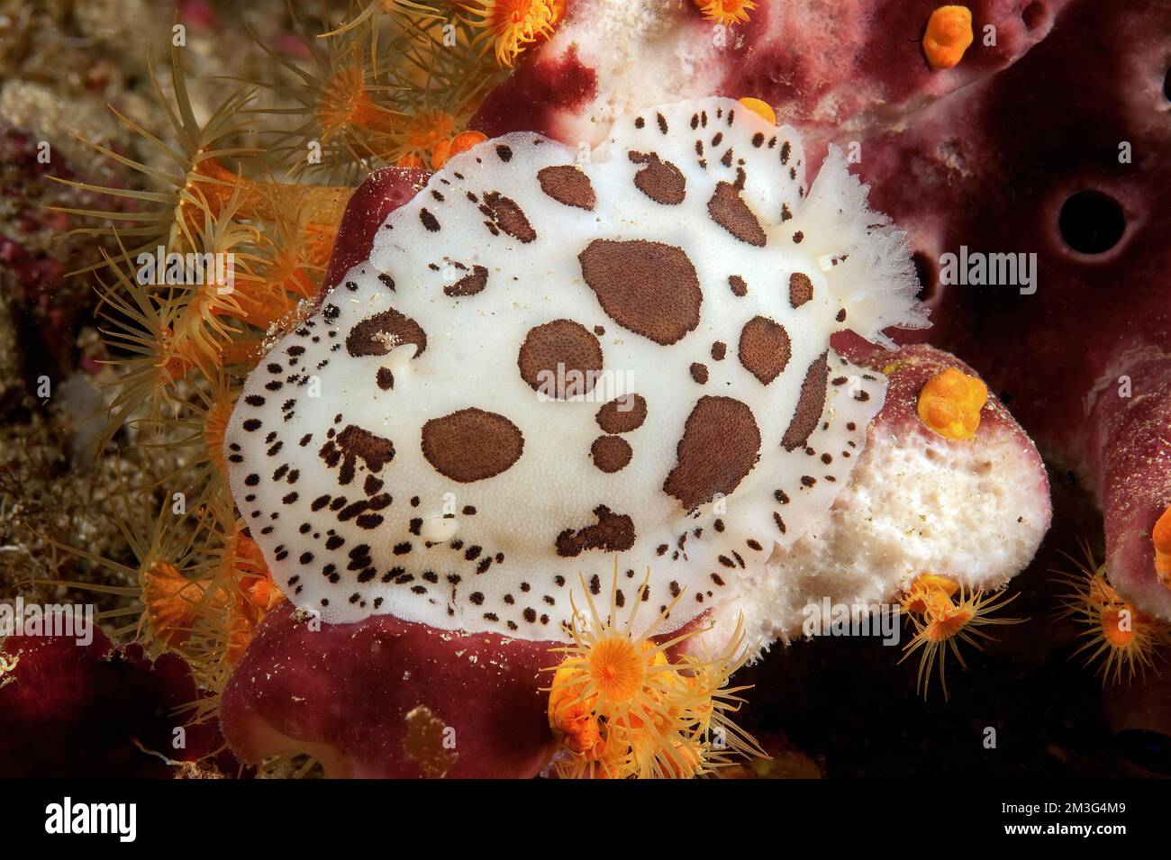 Nudibranch Leopardennudibranch mit rechts posterior gestreckten Kiemen anus gills, auch (Discodoris astromaculata), Leopardensternschnecke (Peltodoris) Stockfoto