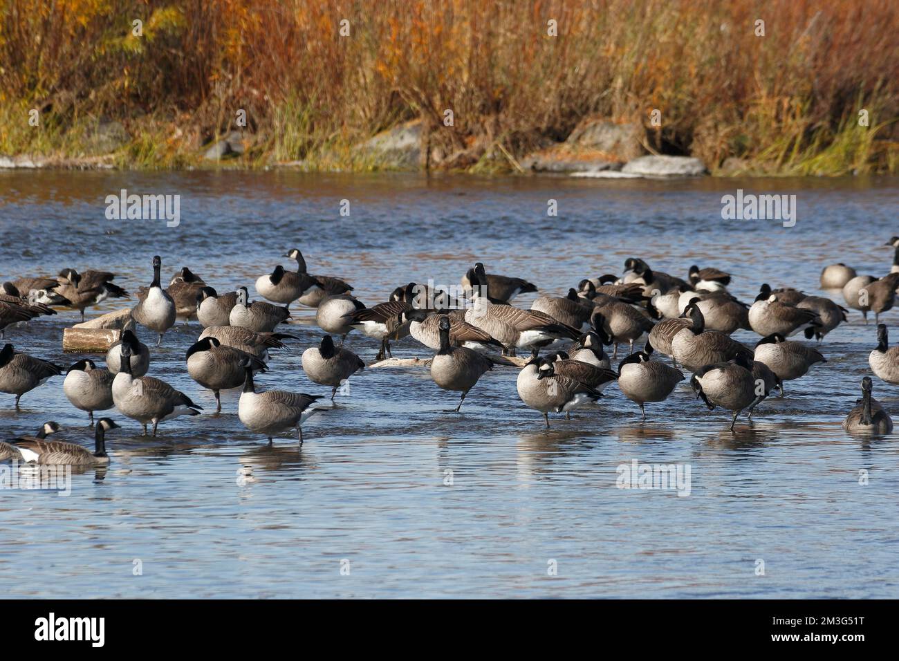 Kanadische Gänse im Fluss, St. Martine, Provinz Quebec, Kanada Stockfoto