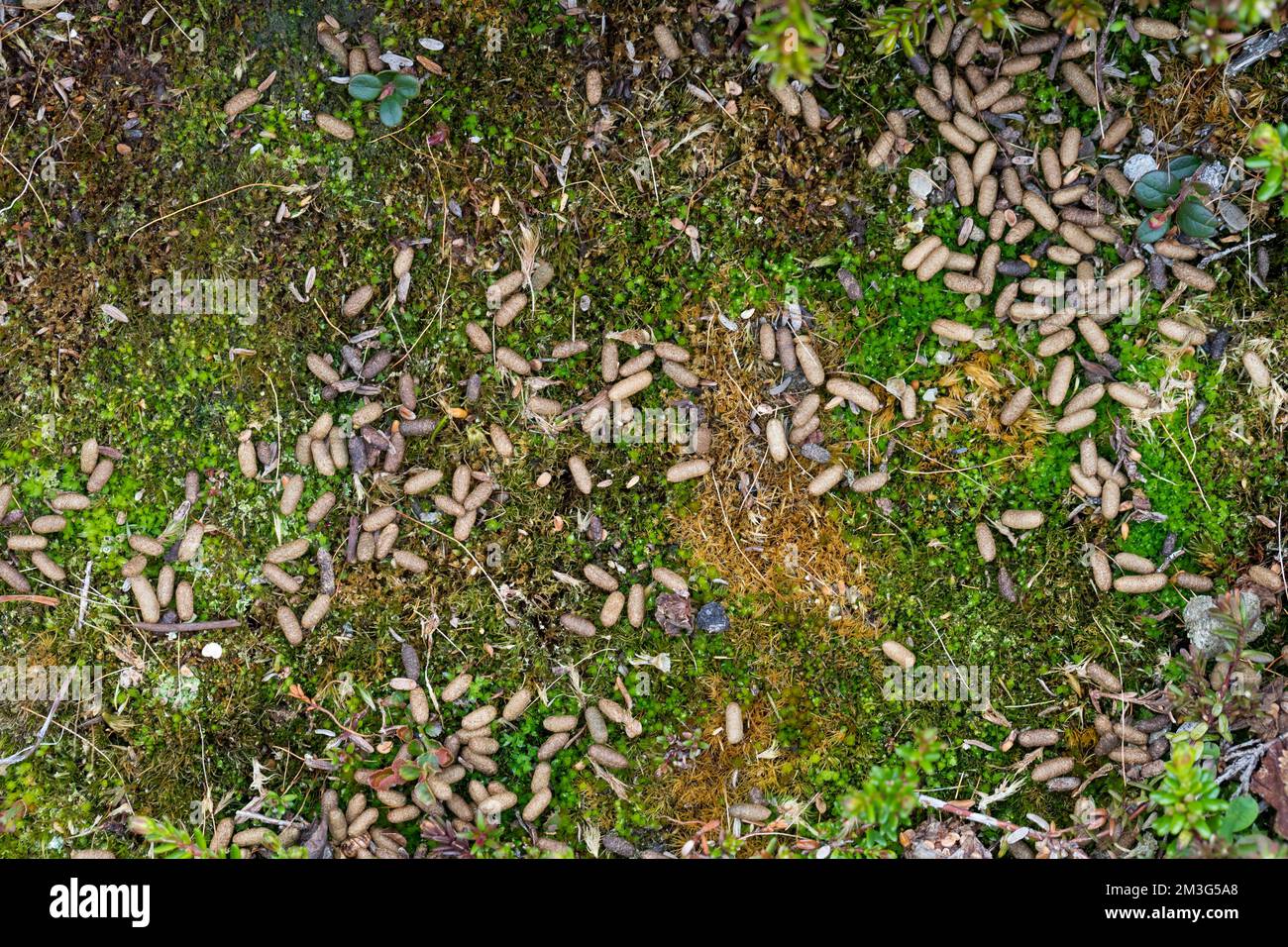 Berglemming, Berg-Lemming, Lemming, Losung, Kot, Kotpillen, Lemmus lemmus, Norwegen Lemming, Norwegische Lemming, Kot Stockfoto