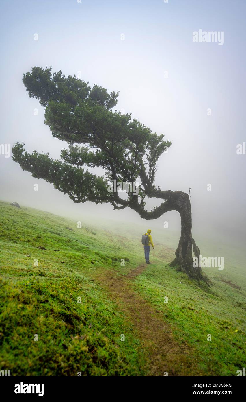 Wanderer unter einem Stinkholz (Ocotea Foetens) im Nebel, alter Lorbeerwald, Stinklaurel, Laurisilva, UNESCO-Weltkulturerbe, Fanal, Madeira Stockfoto