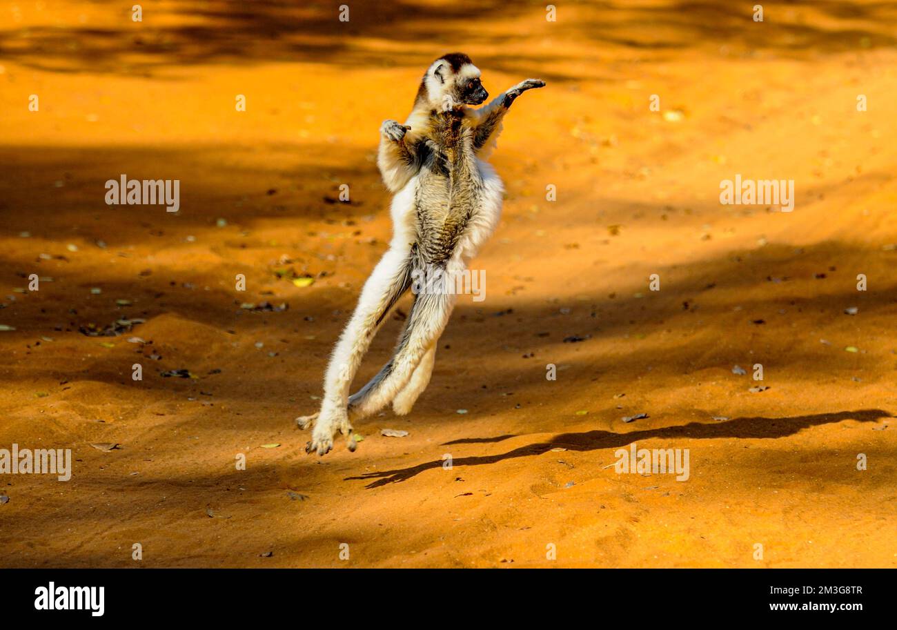Dancing Leaping verreauxi Lemur (Verreauxs Sifaka), Berenty privates Reservat, südliches Madagaskar Stockfoto