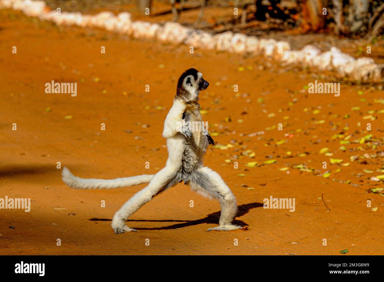 Dancing Leaping verreauxi Lemur (Sifaka von Verreaux), Berenty privates Reservat, südliches Madagaskar Stockfoto