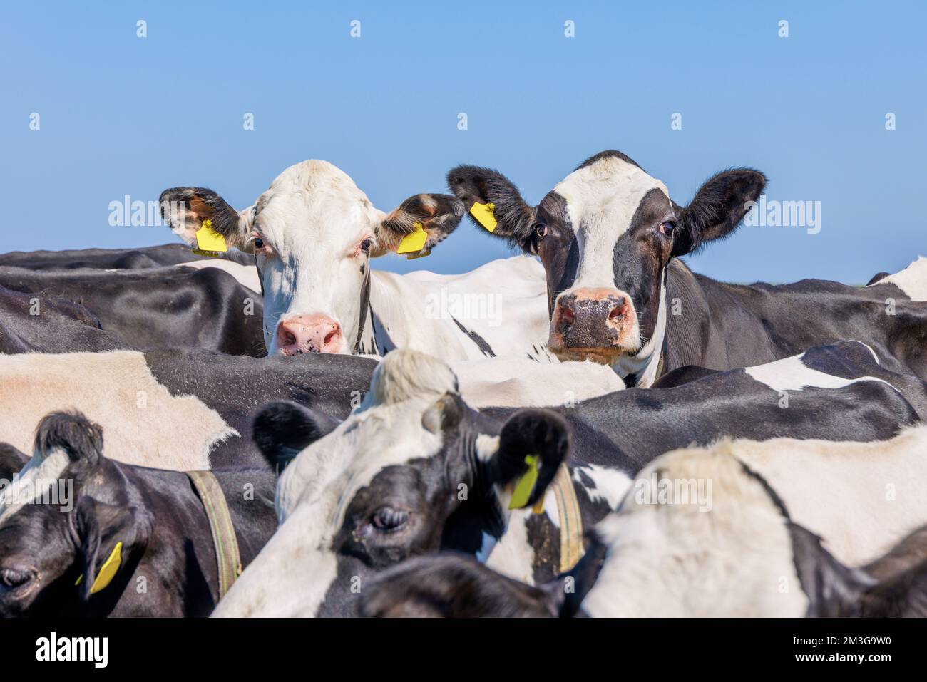 2 neugierige Kühe, die über den Rücken von mehr Kuh schauen, schwarz-weiß, blauer Himmel, Kühe, die zusammen in einer Gruppe suchen und sich verstecken Stockfoto