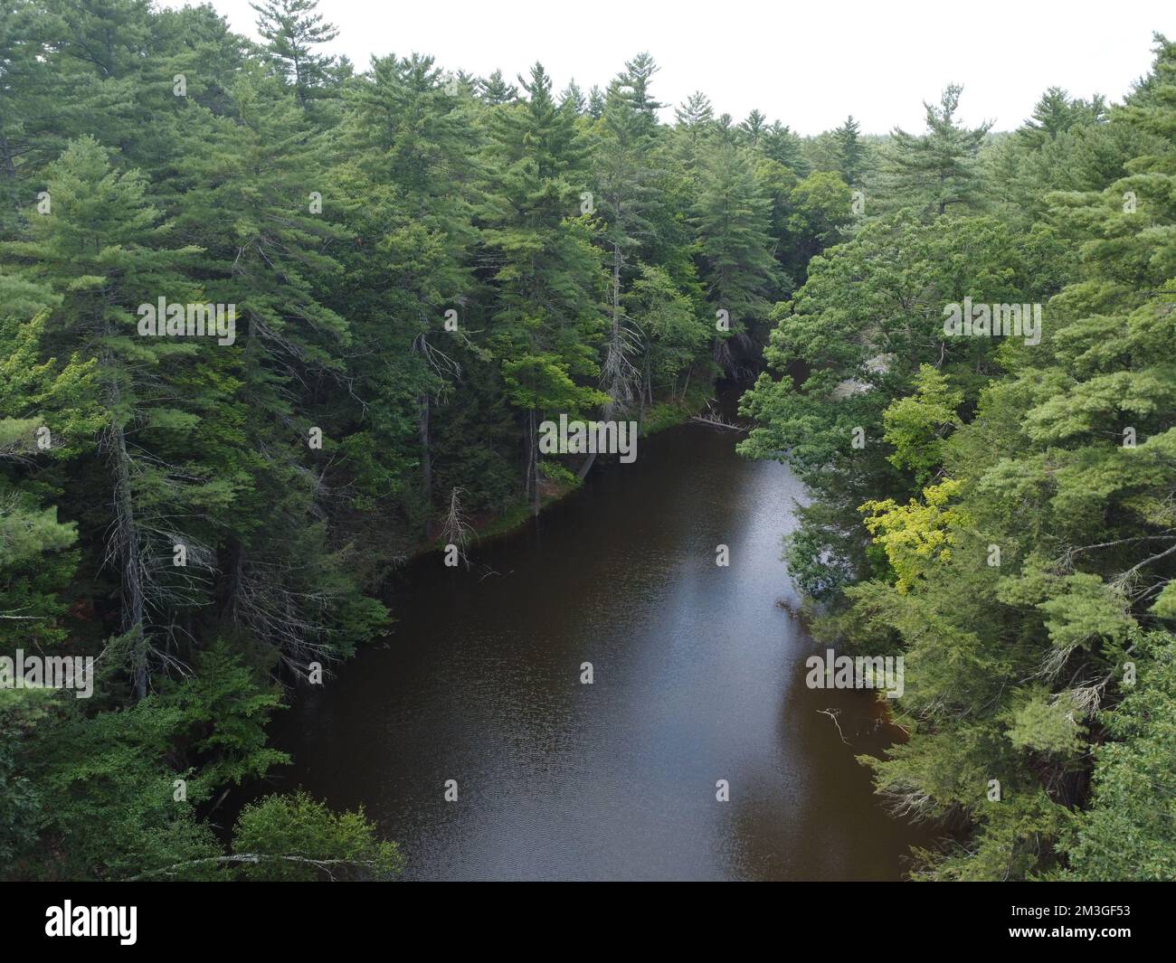 Ein hoher Flusswinkel, der durch einen üppigen immergrünen Wald führt, eine wunderschöne Landschaft Stockfoto