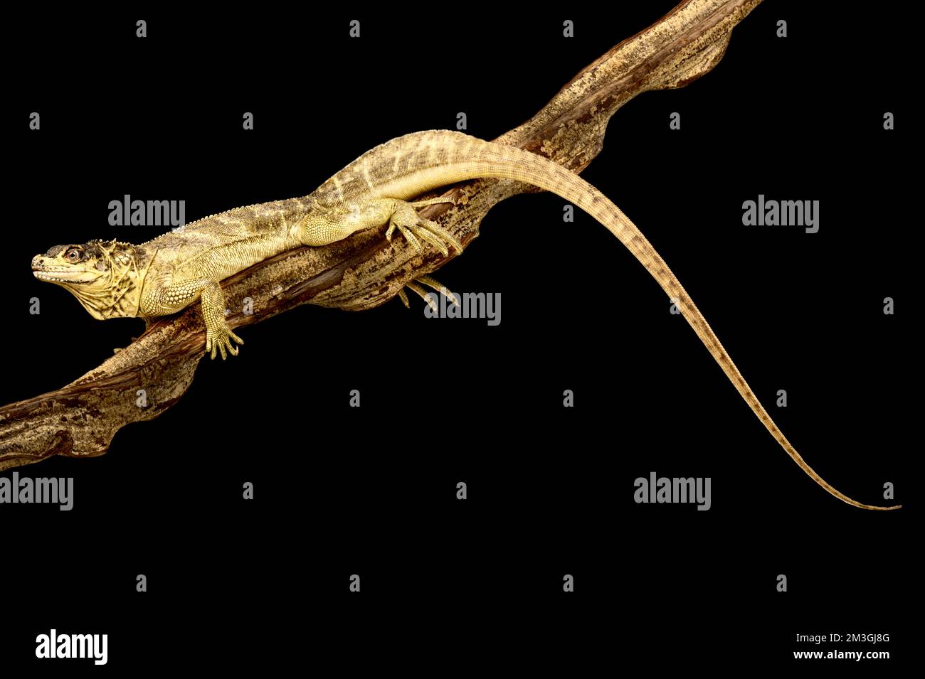 Segelflosse (Hydrosaurus weberi) Stockfoto