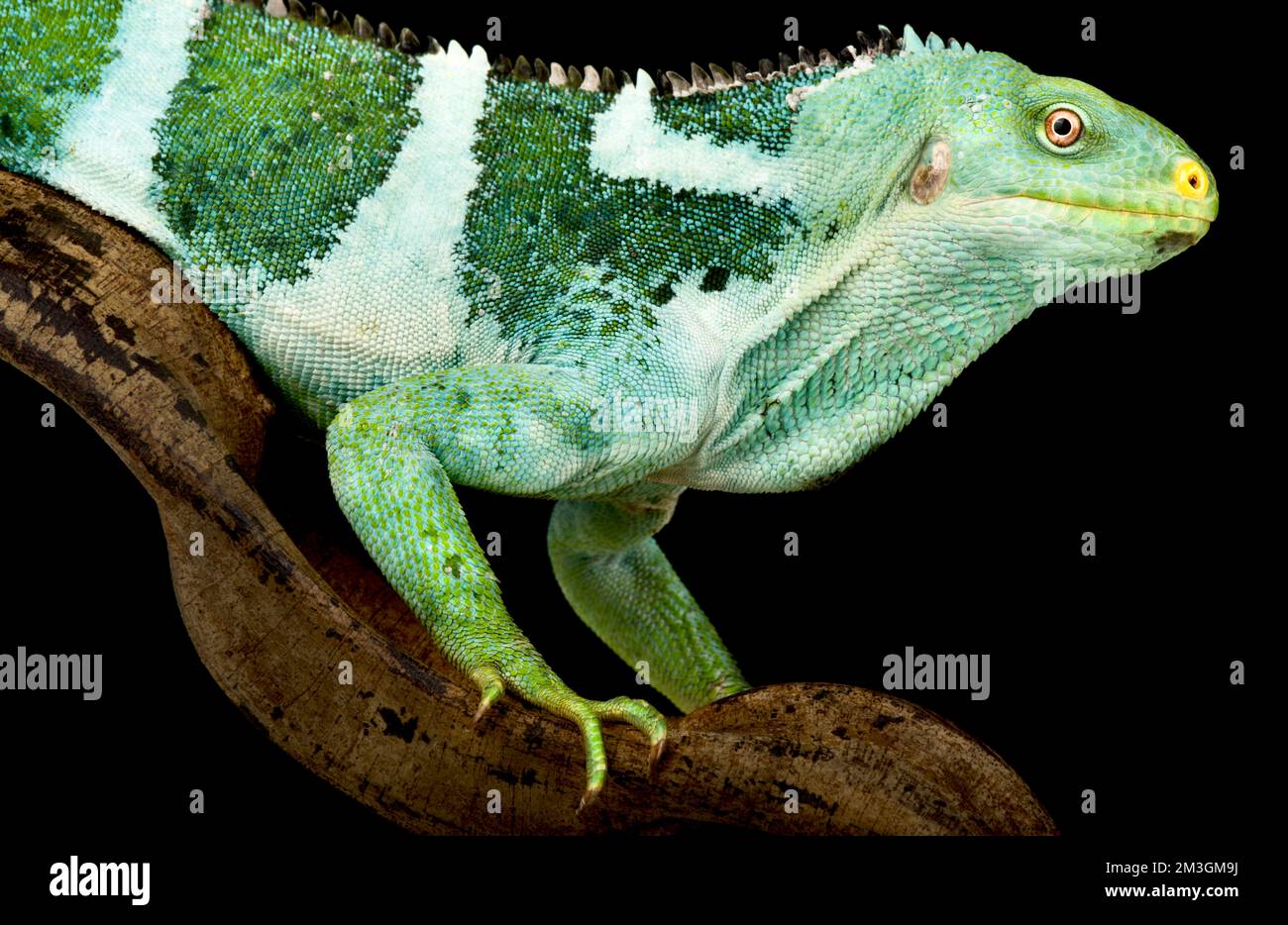 Fidschi-Crested-Iguana (Brachylophus vitiensis) Stockfoto