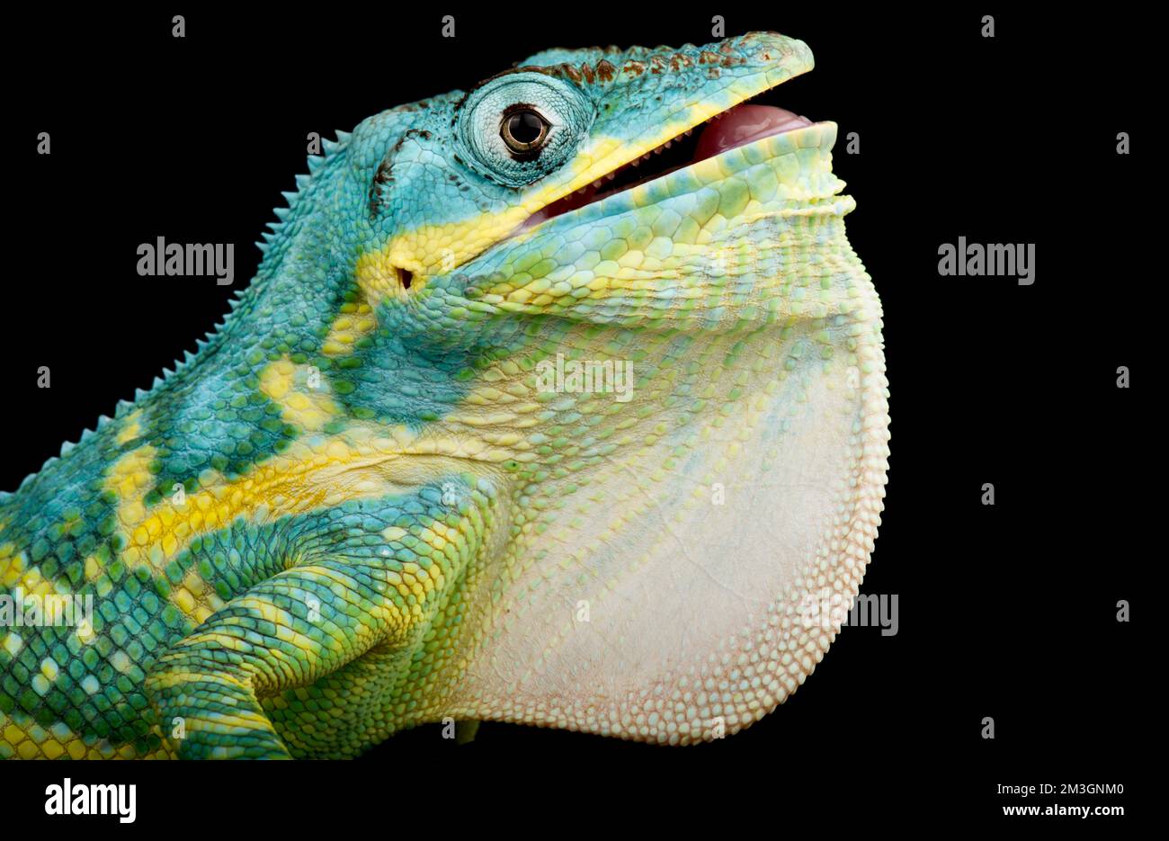 Blauer Schönheitsapfel (Deiroptyx Equestrian Potior) Stockfoto