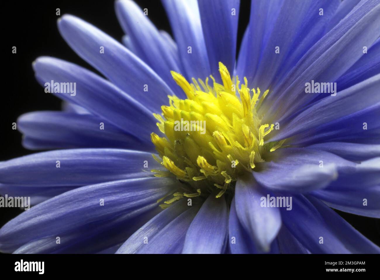 Astern (Aster) Stockfoto