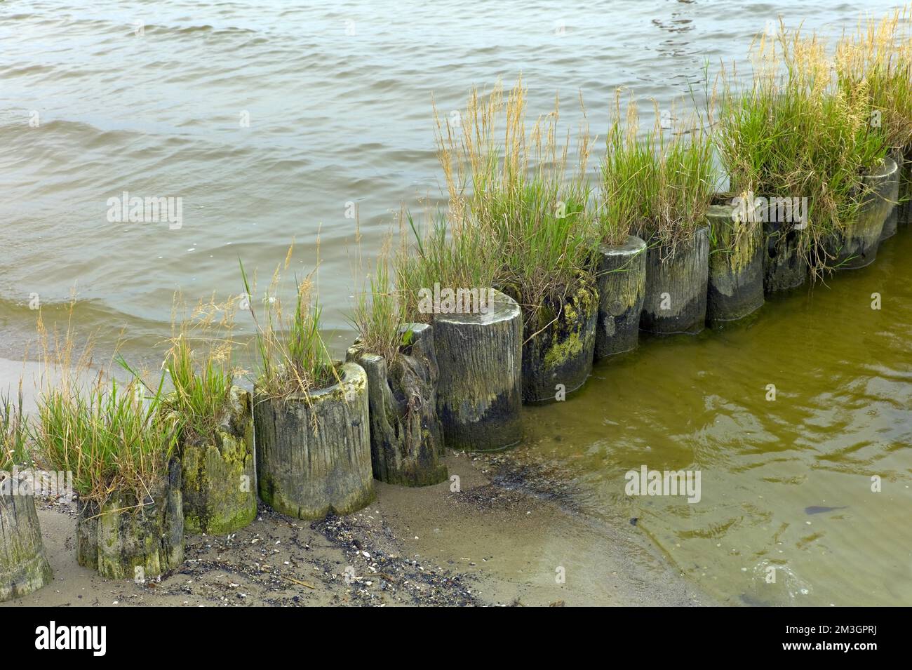 Ueckermuende Mecklenburg-Vorpommern Landkreis Westpommern Greifswald mit Gras überwucherter Groyne am Strand von Ueckermuende Deutschland Europa Stockfoto