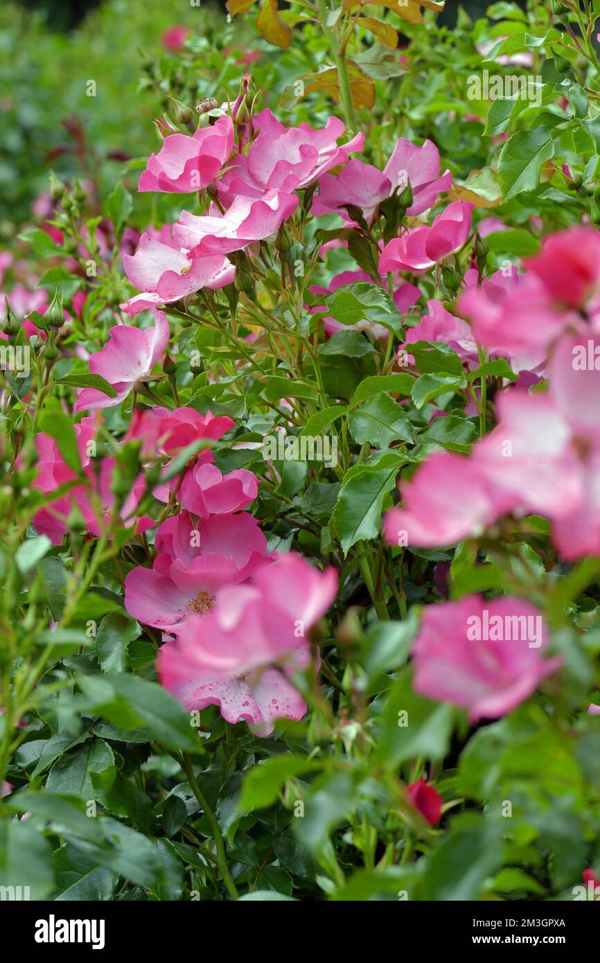 Strauchrose (Rosa) (Breeder Kordes 2001) Vegesacker Charme im Stadtgarten Bremen Vegesack, Deutschland Stockfoto