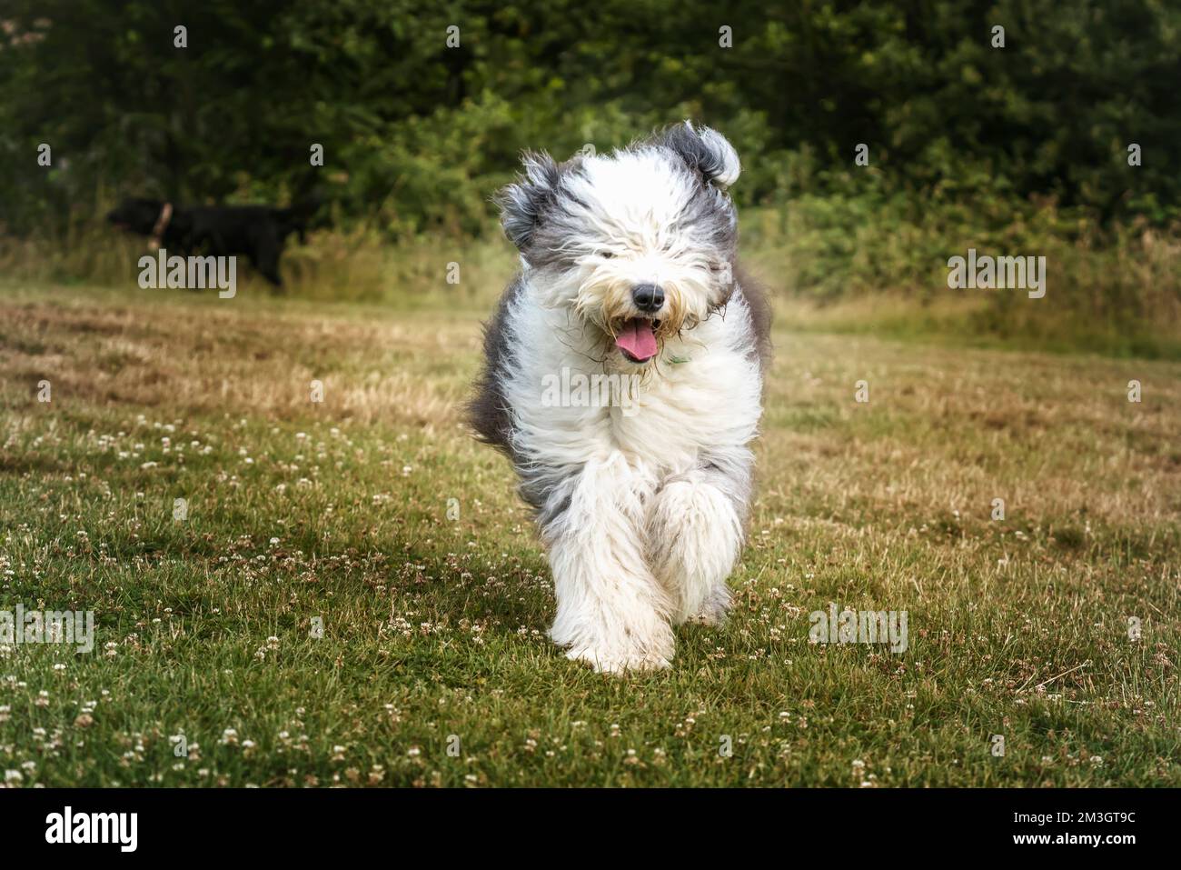 Der alte englische Schäferhund läuft auf ein Feld zu der Kamera Stockfoto