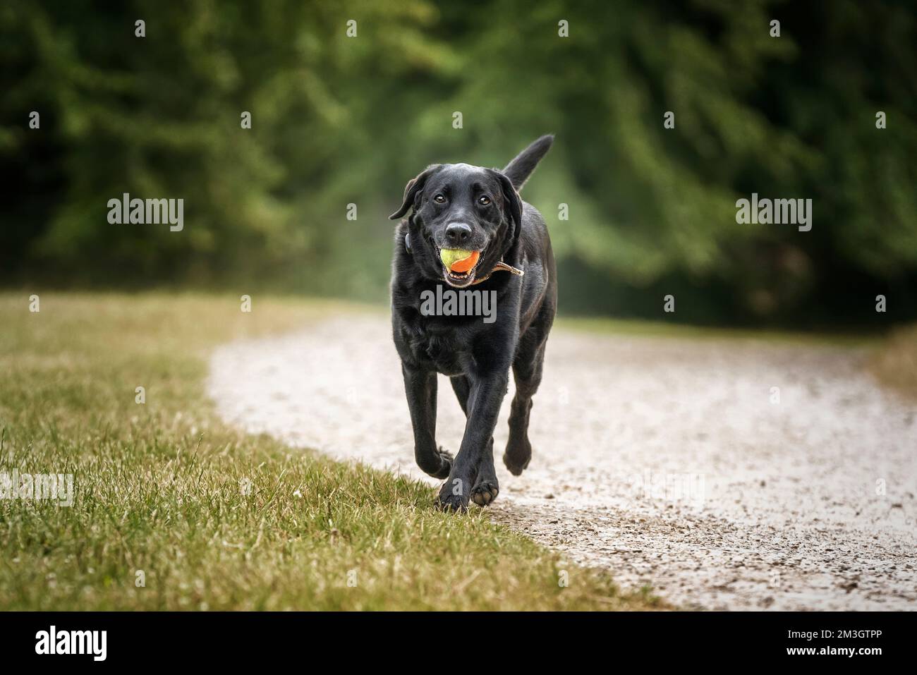 Schwarzer Labrador, der auf die Kamera zugeht, mit einem Ball im Mund Stockfoto